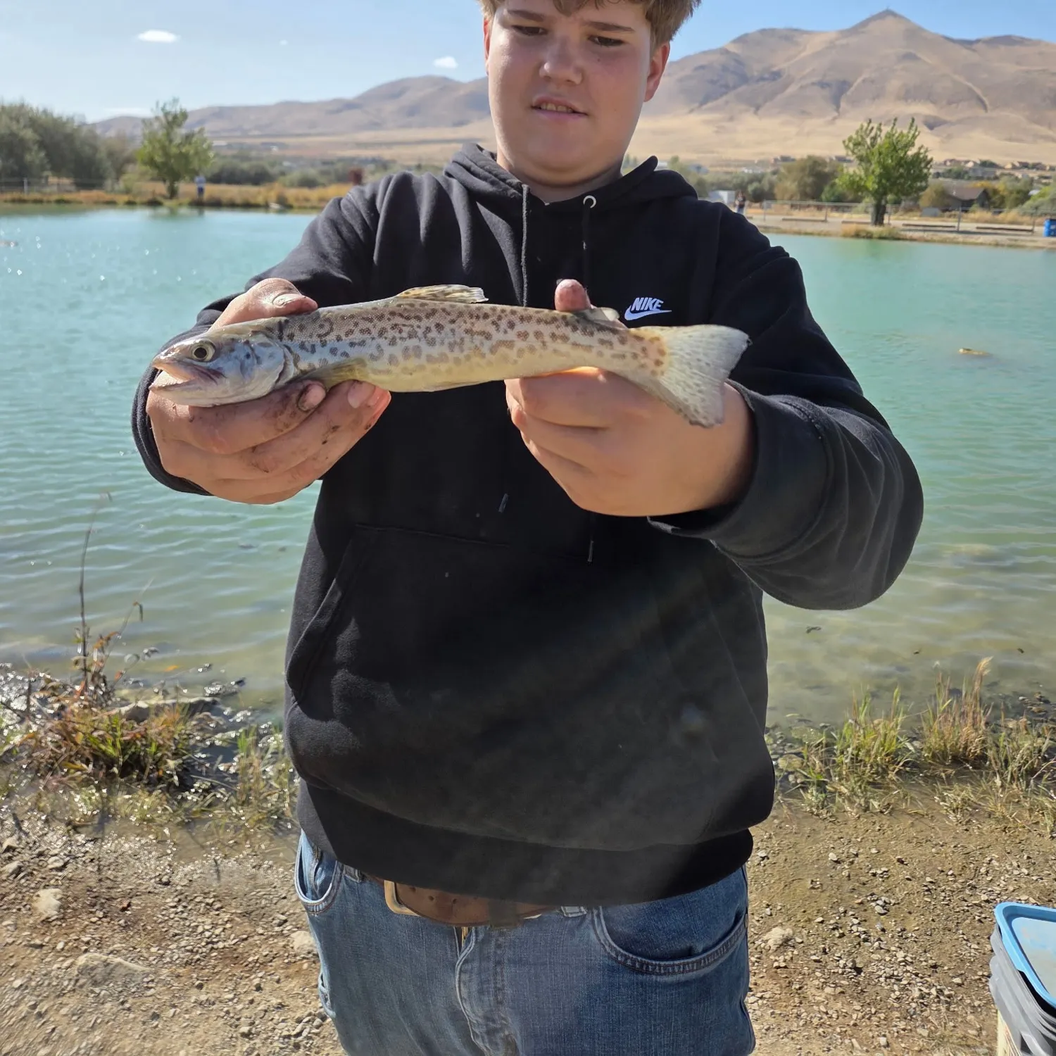 Tiger trout caught on Fishbrain