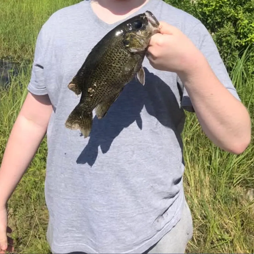 The most recent Rock bass catches on Fishbrain