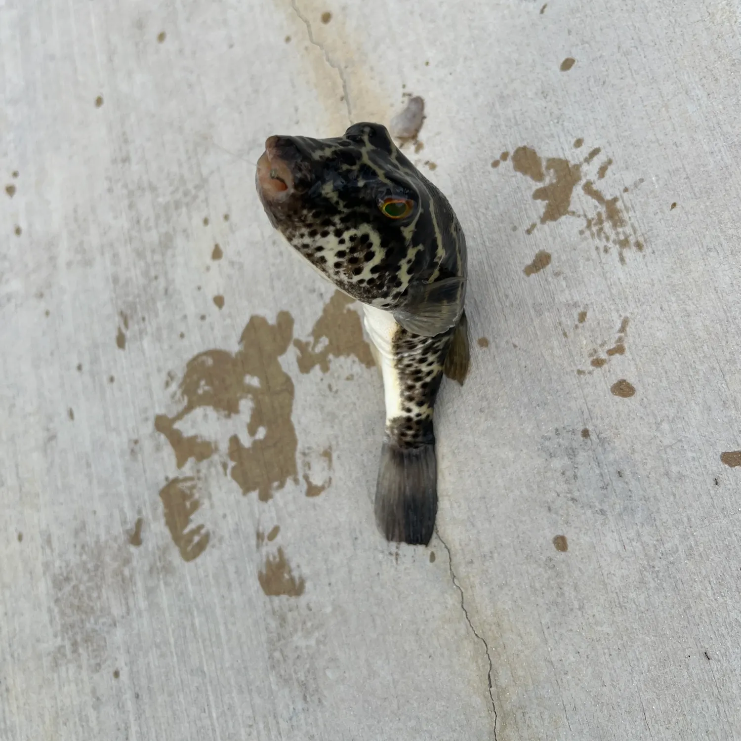 The most recent Checkered puffer catches on Fishbrain