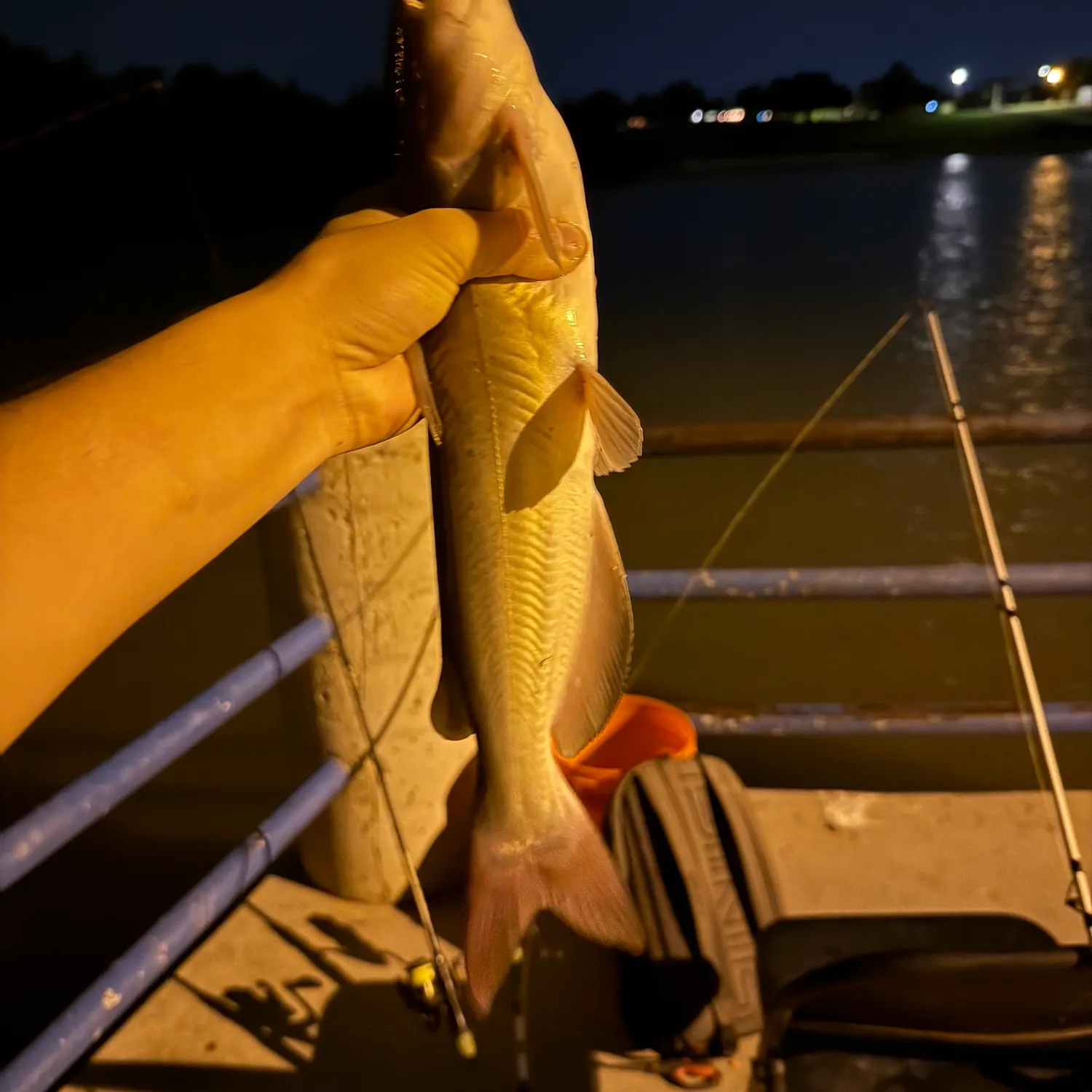 Channel catfish caught on Fishbrain