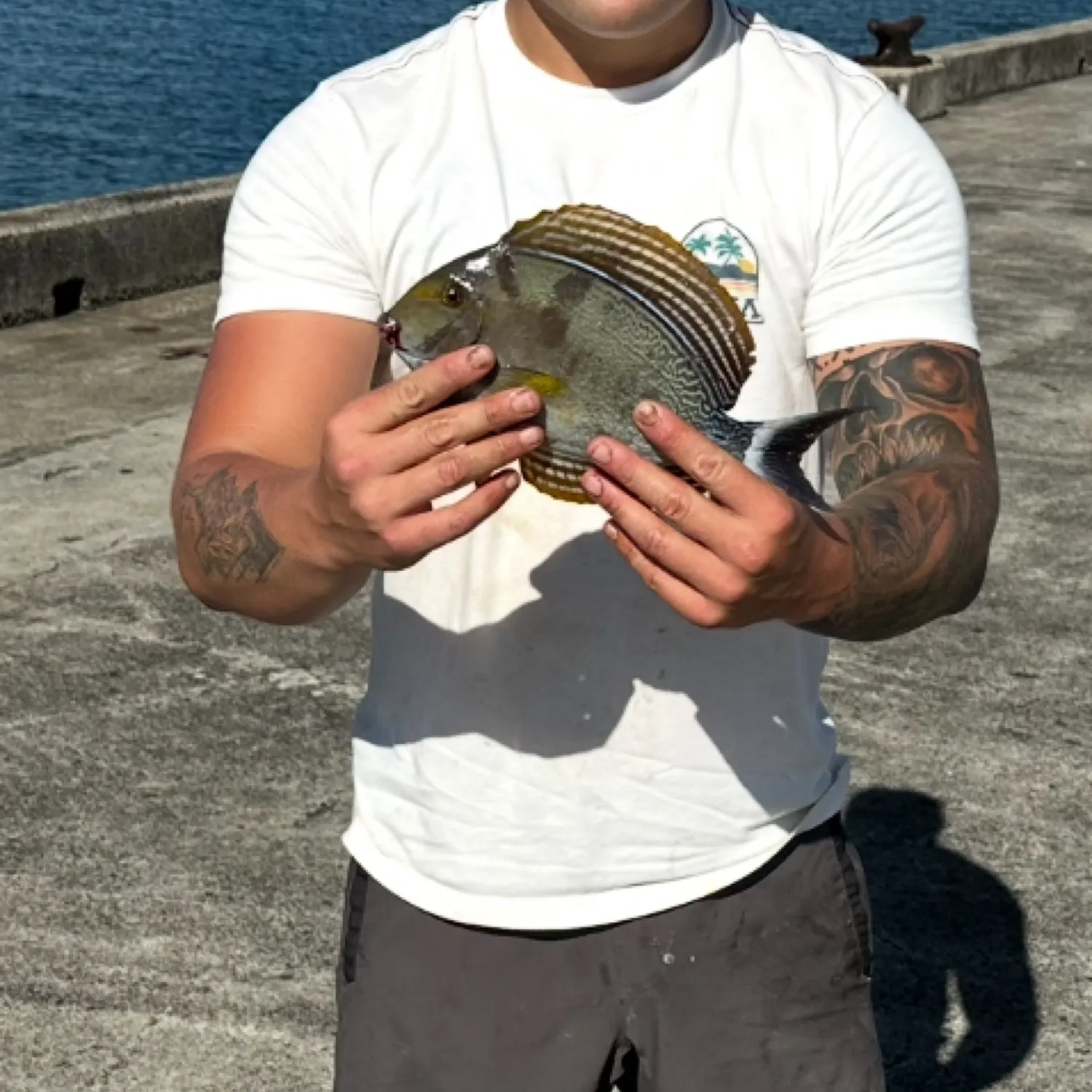 The most recent Yellowfin surgeonfish catches on Fishbrain