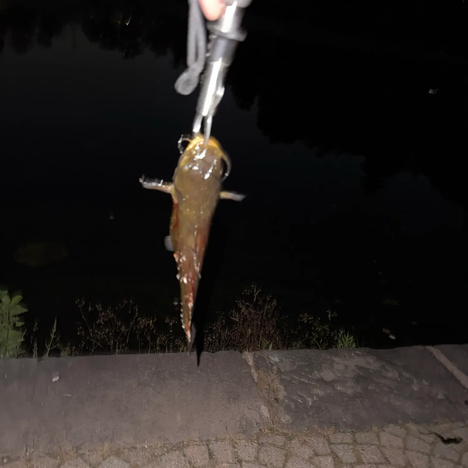 Black bullhead caught on Fishbrain