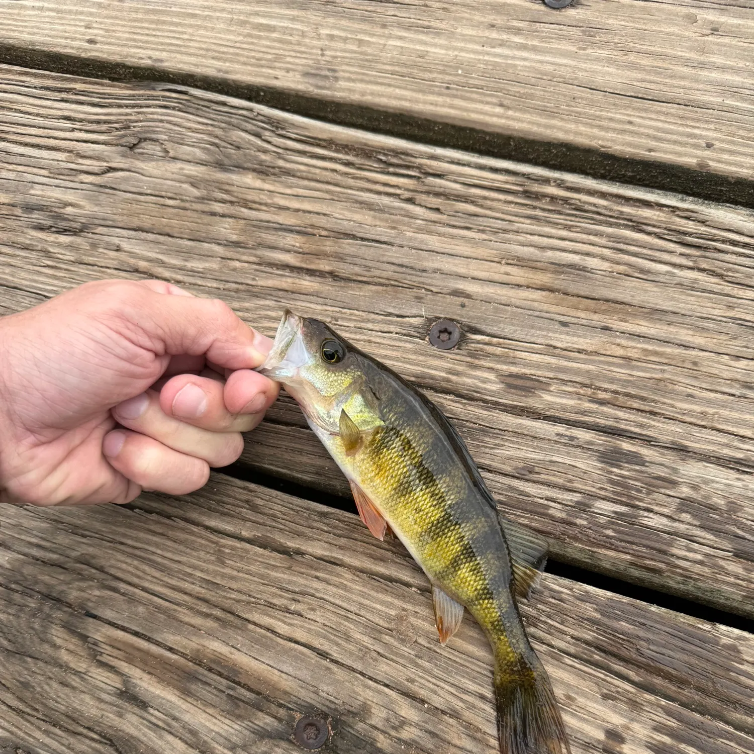 Yellow perch caught on Fishbrain
