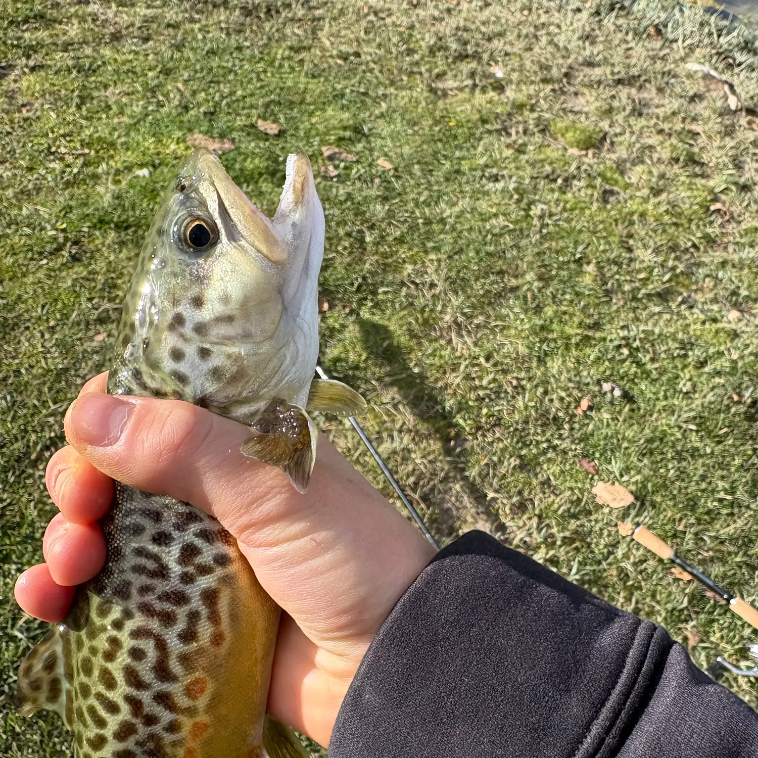 Tiger trout caught on Fishbrain