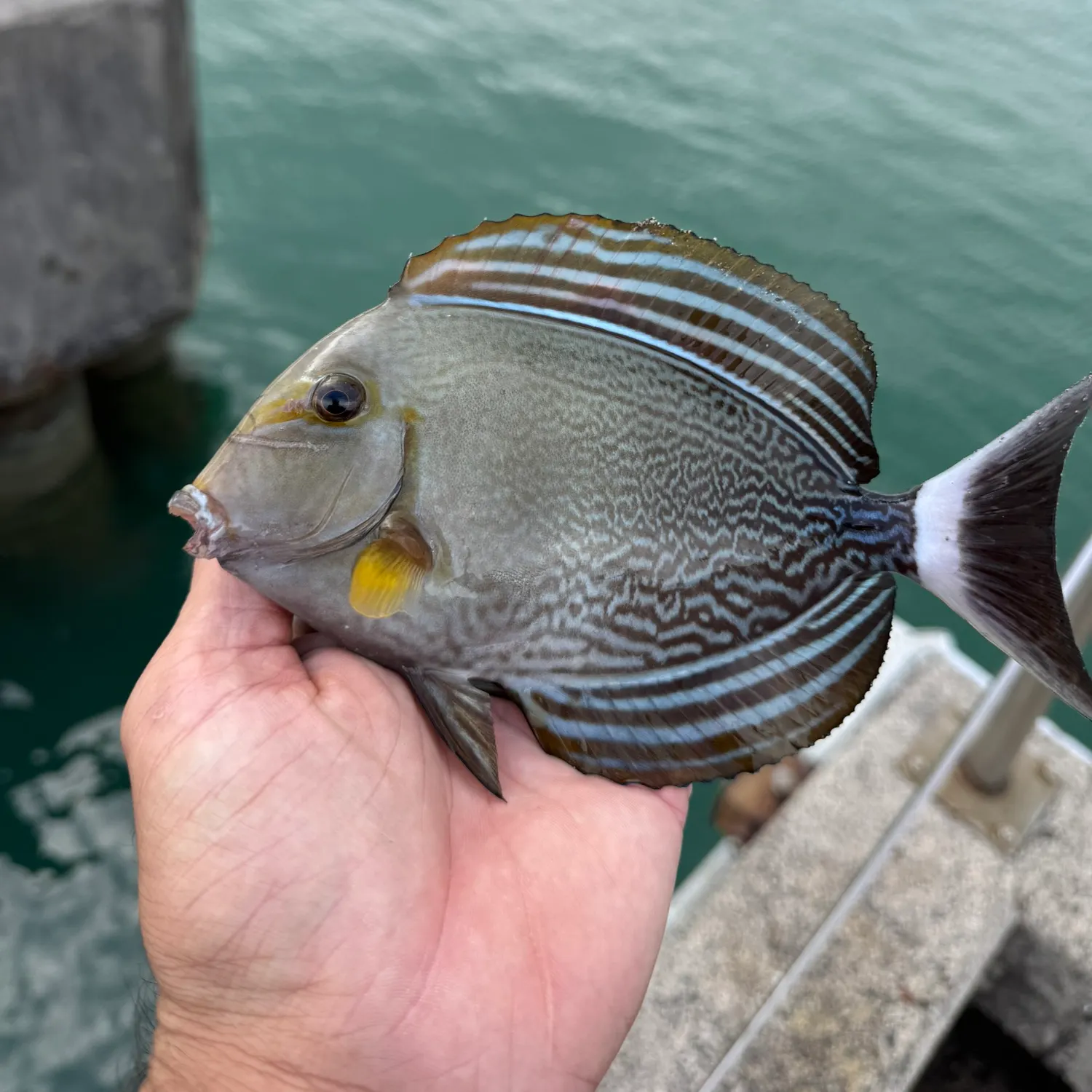 The most recent Eyestripe surgeonfish catches on Fishbrain