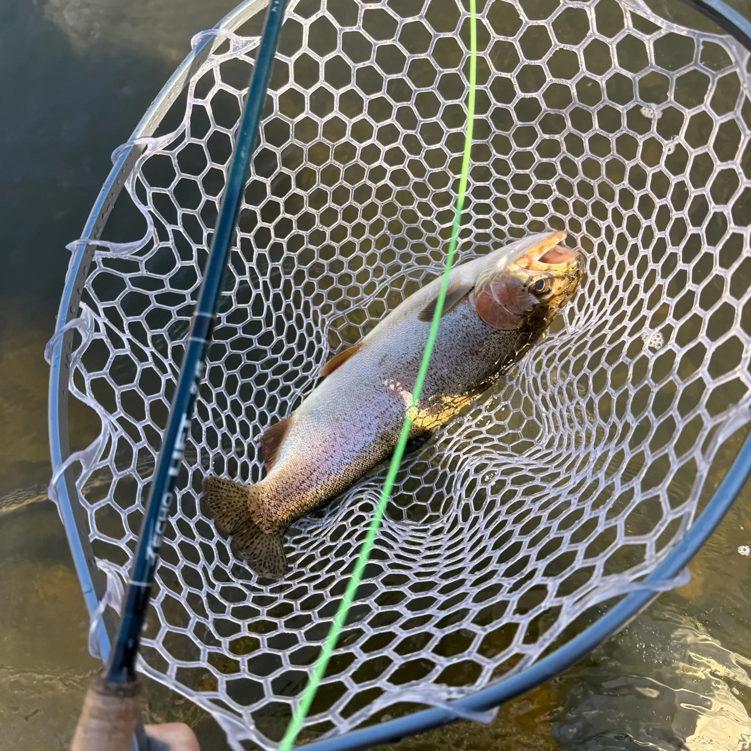 Rainbow trout caught on Fishbrain