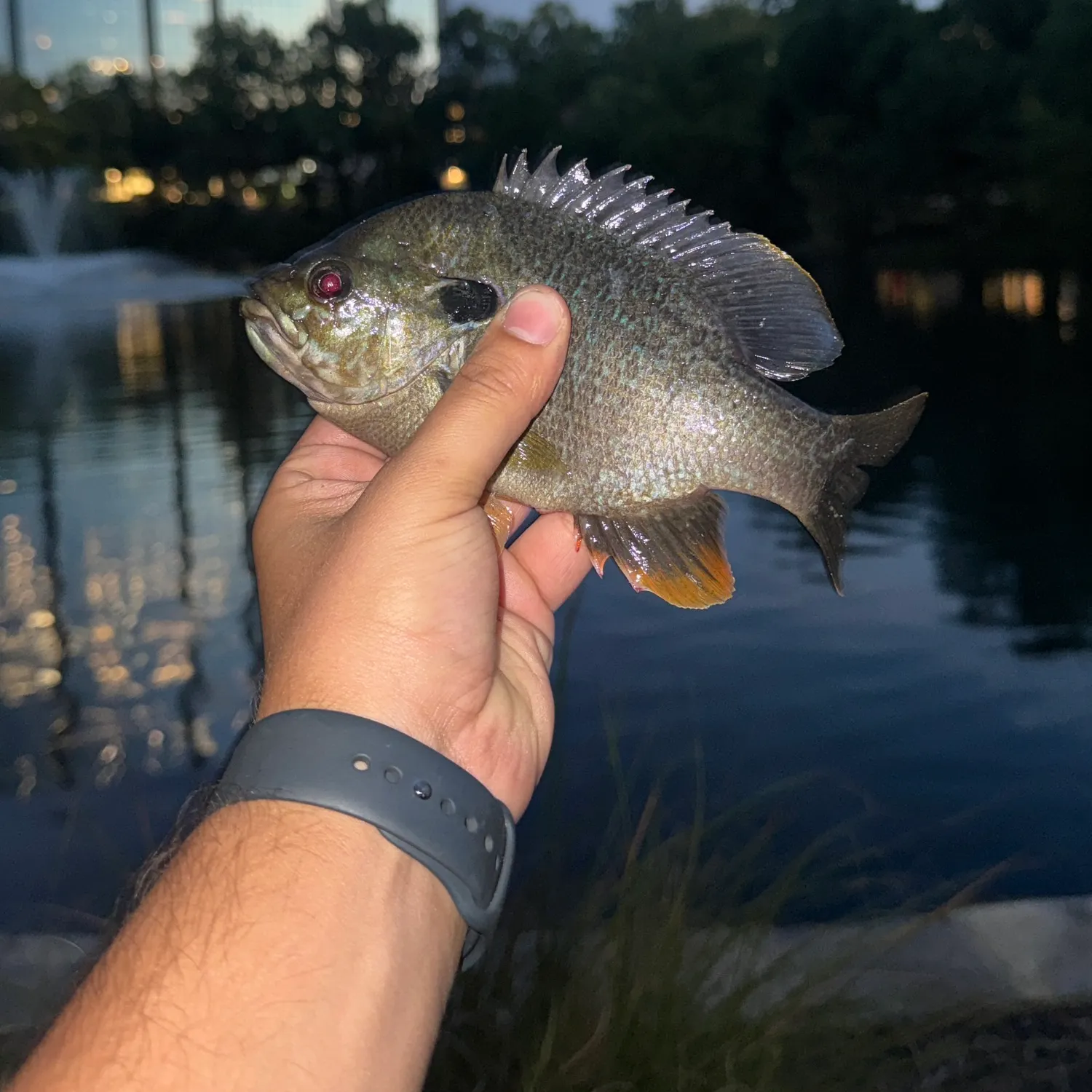 Greengill hybrid caught on Fishbrain