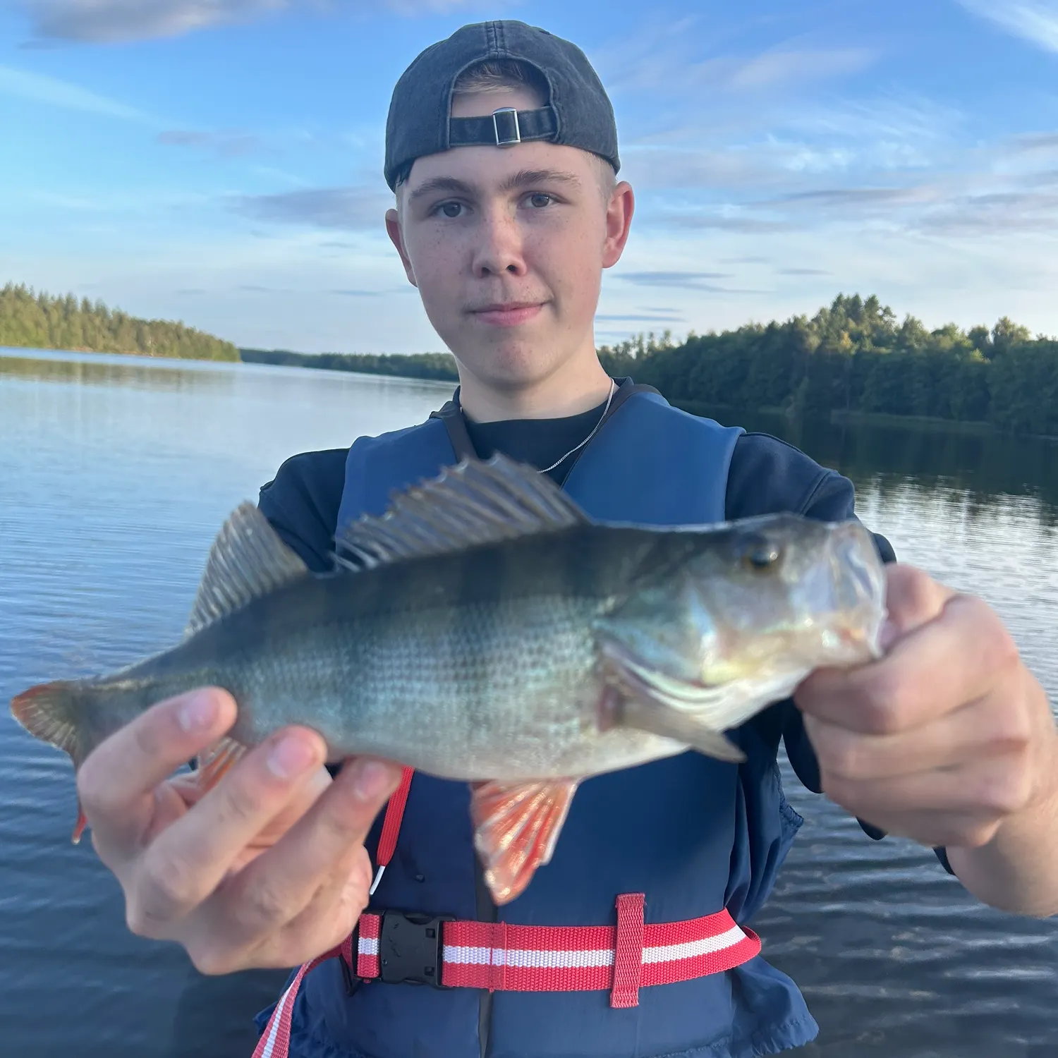 European perch caught on Fishbrain