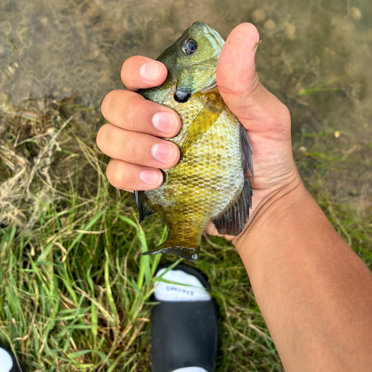 Bluegill caught on Fishbrain