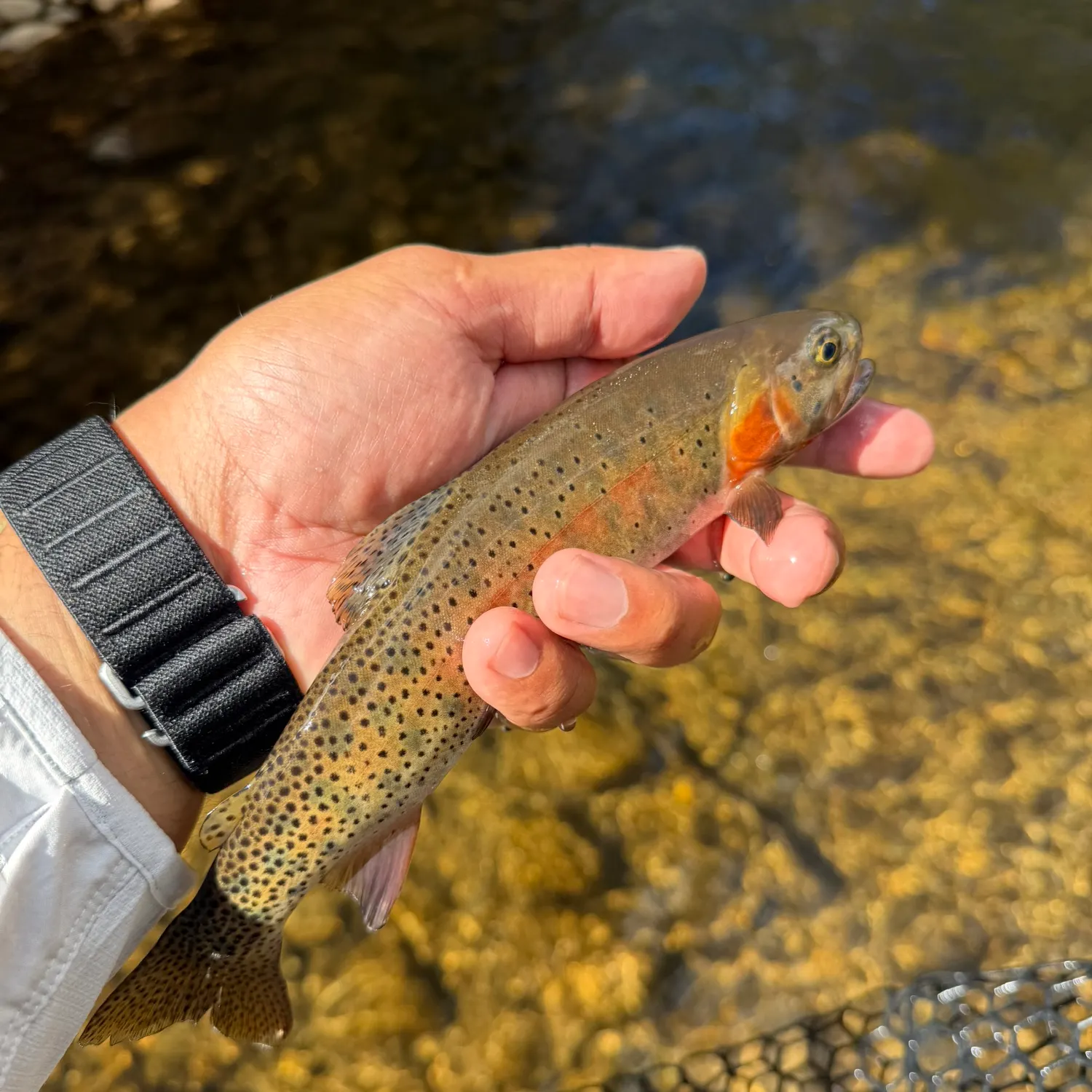 The most recent Greenback cutthroat trout catches on Fishbrain