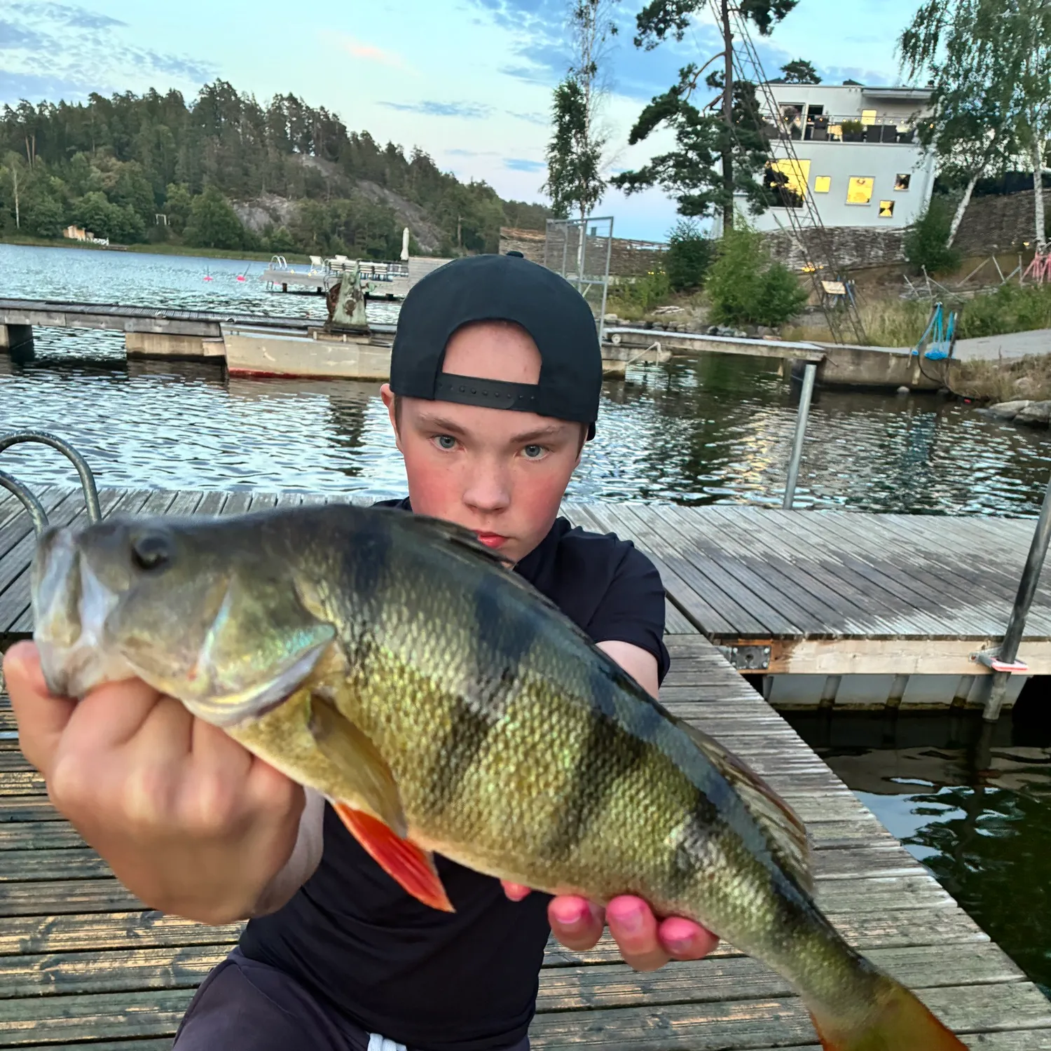 European perch caught on Fishbrain