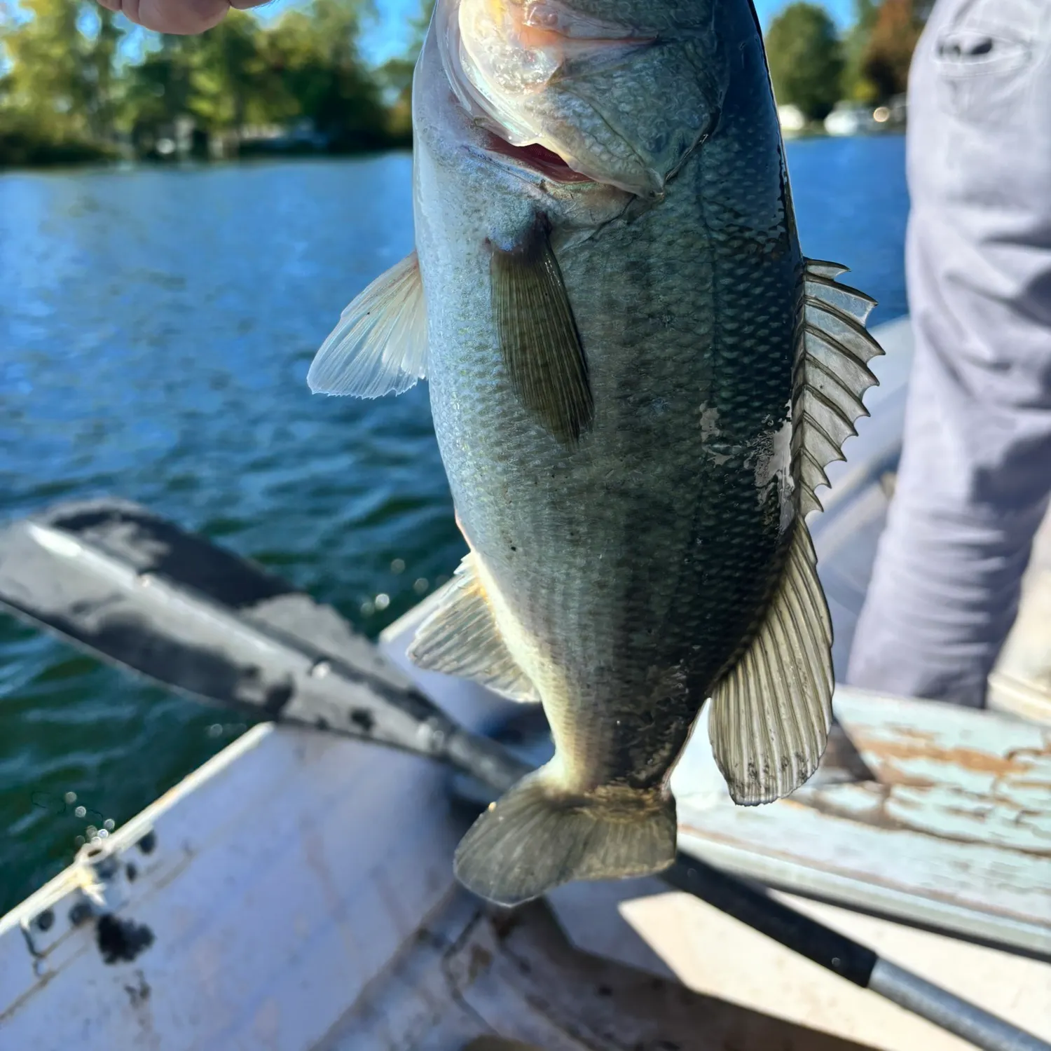 Fish caught on Fishbrain