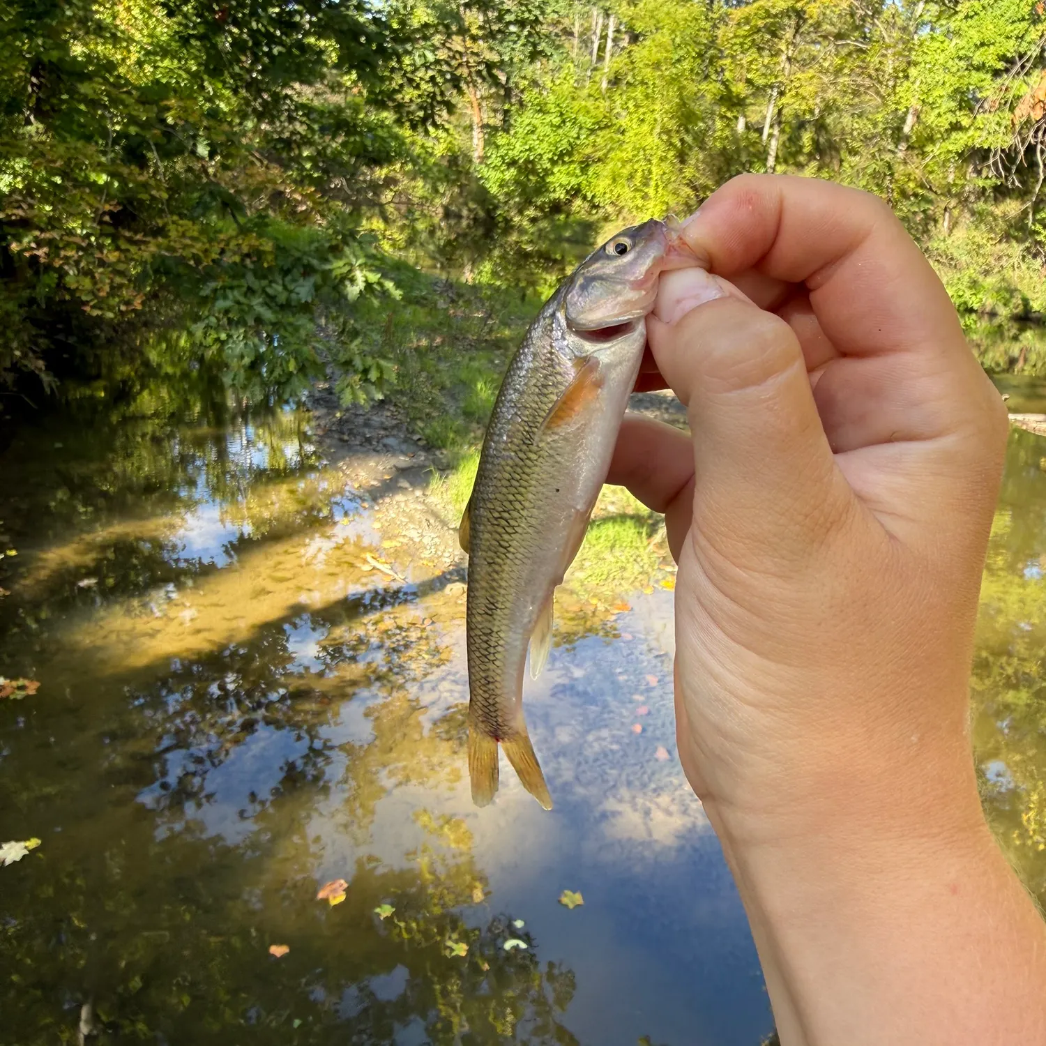 Creek chub caught on Fishbrain