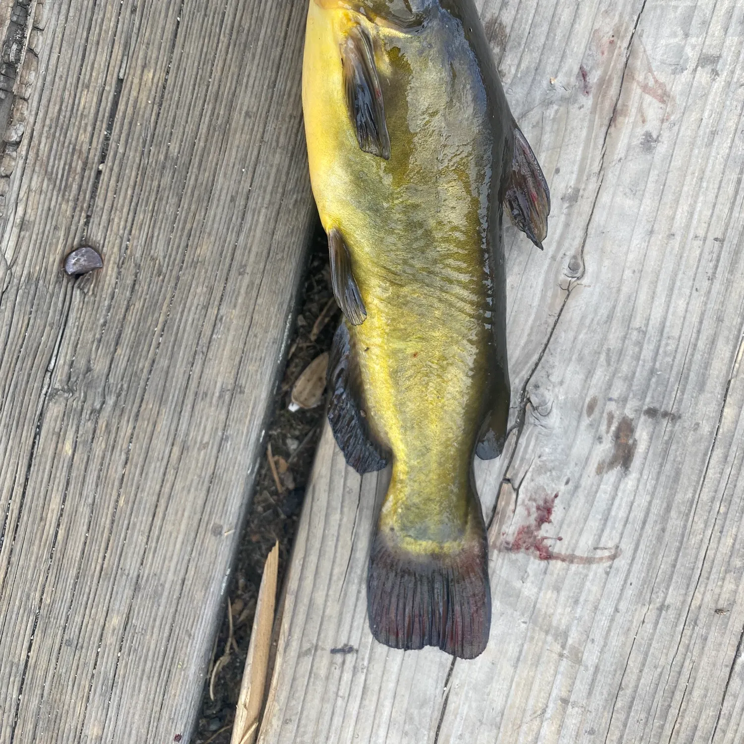 Black bullhead caught on Fishbrain