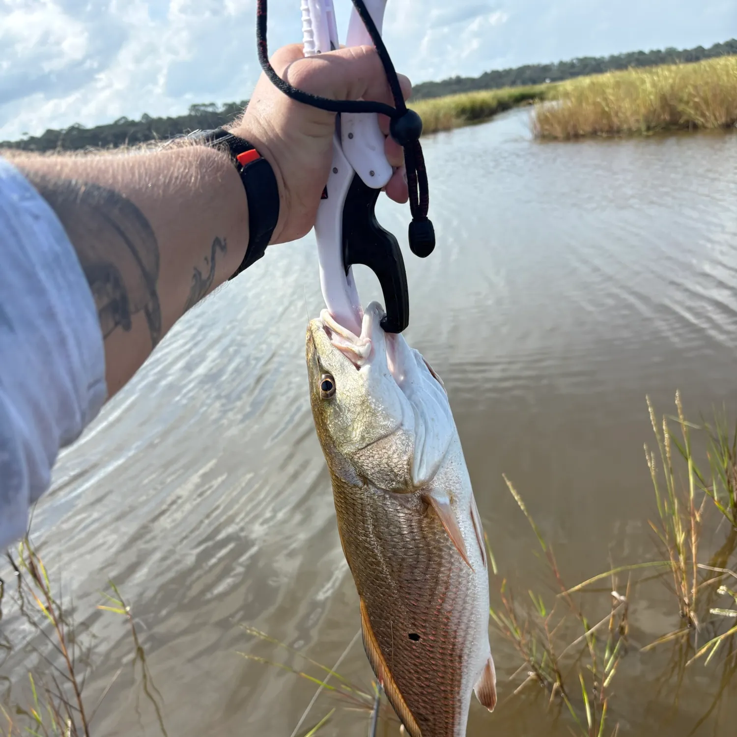Red drum caught on Fishbrain