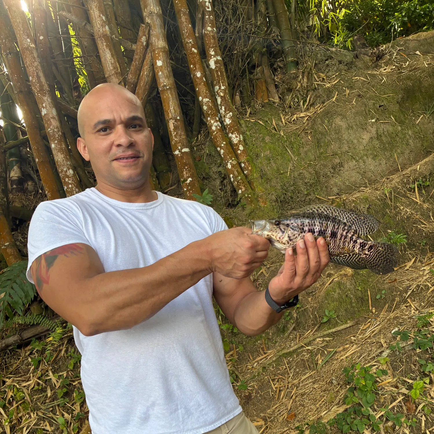 The most recent Jaguar cichlid catches on Fishbrain
