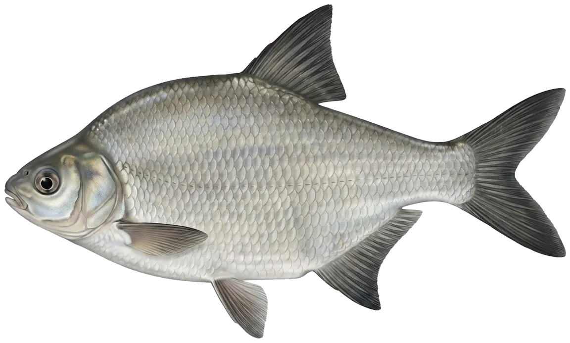 Wuchang bream