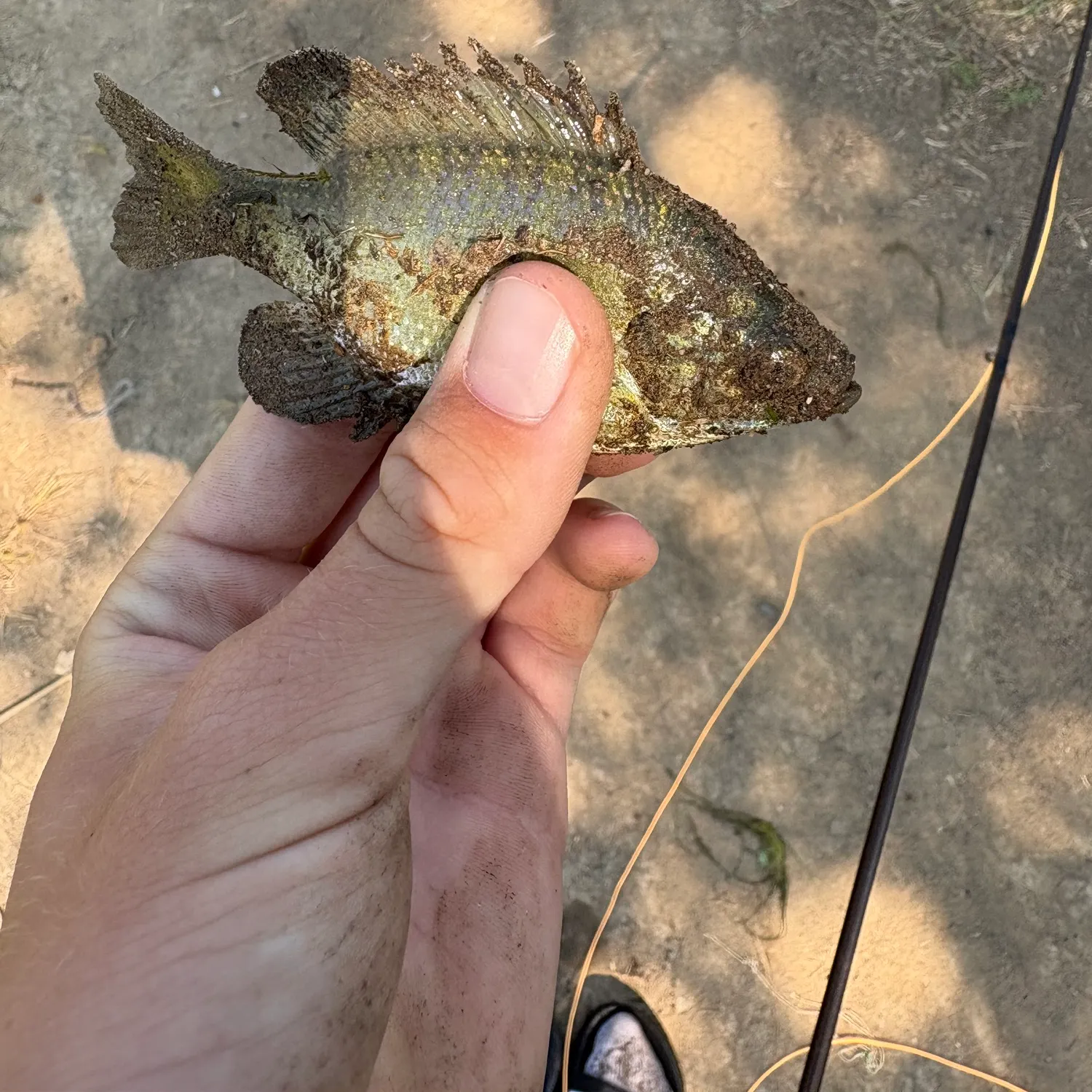 Bluegill caught on Fishbrain