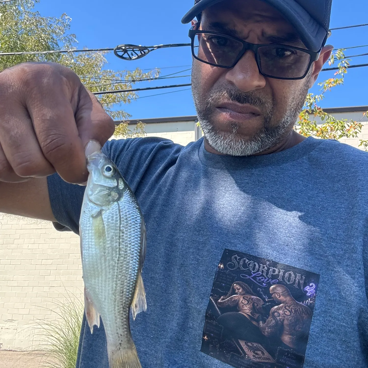 White perch caught on Fishbrain