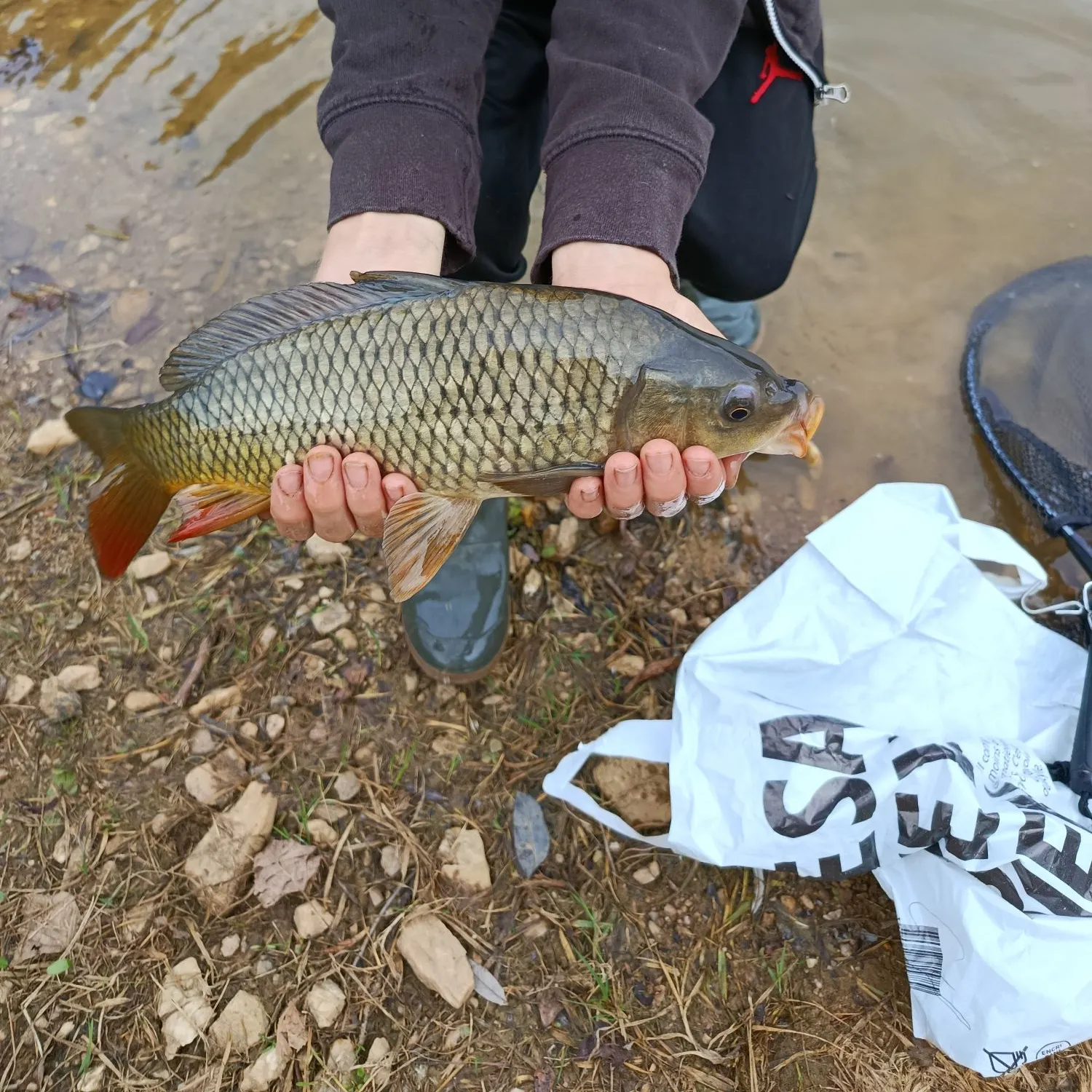Common carp caught on Fishbrain