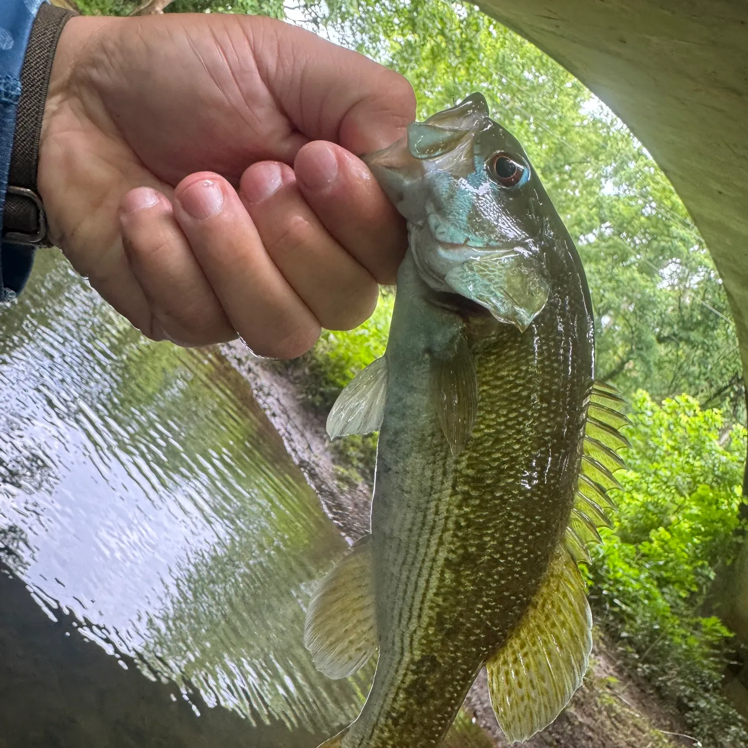 The most recent Warrior bass catches on Fishbrain