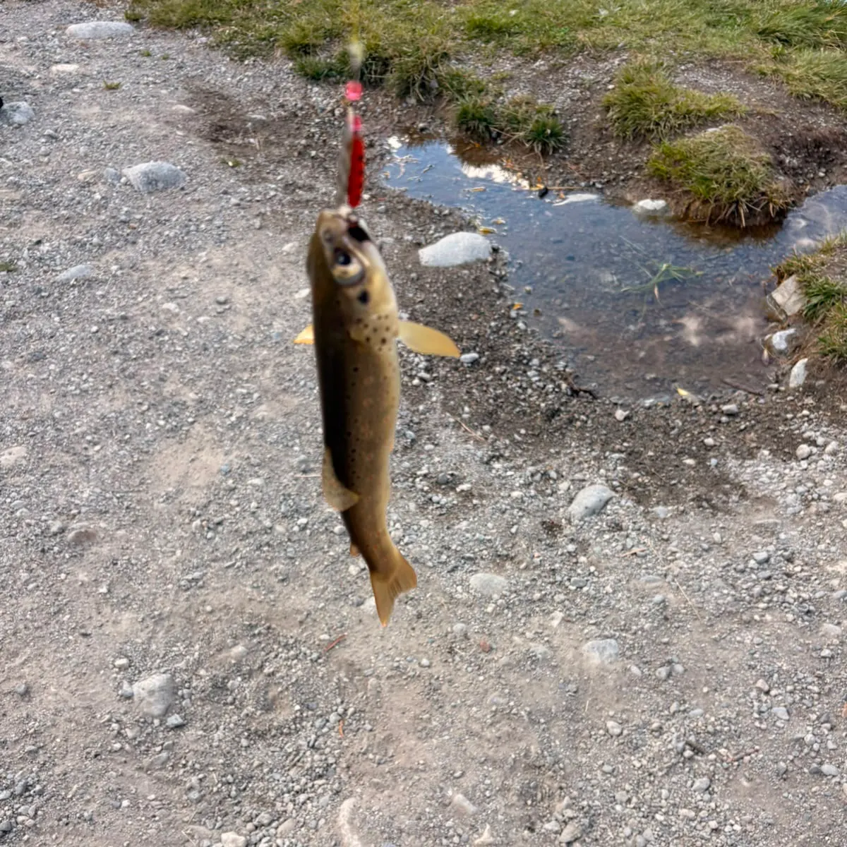 Seeforellen trout caught on Fishbrain