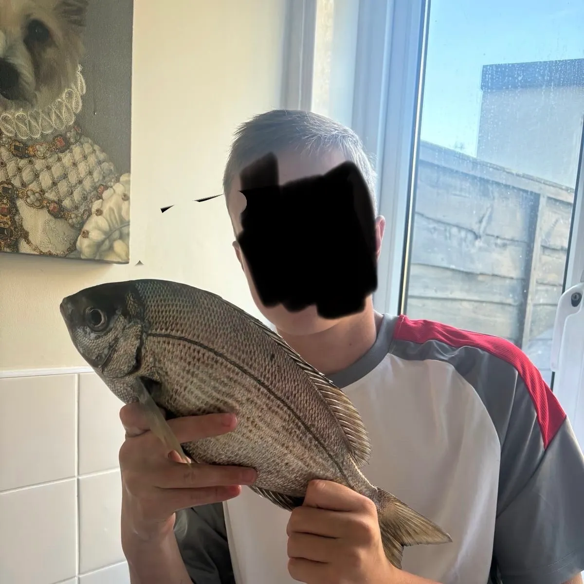White seabream caught on Fishbrain