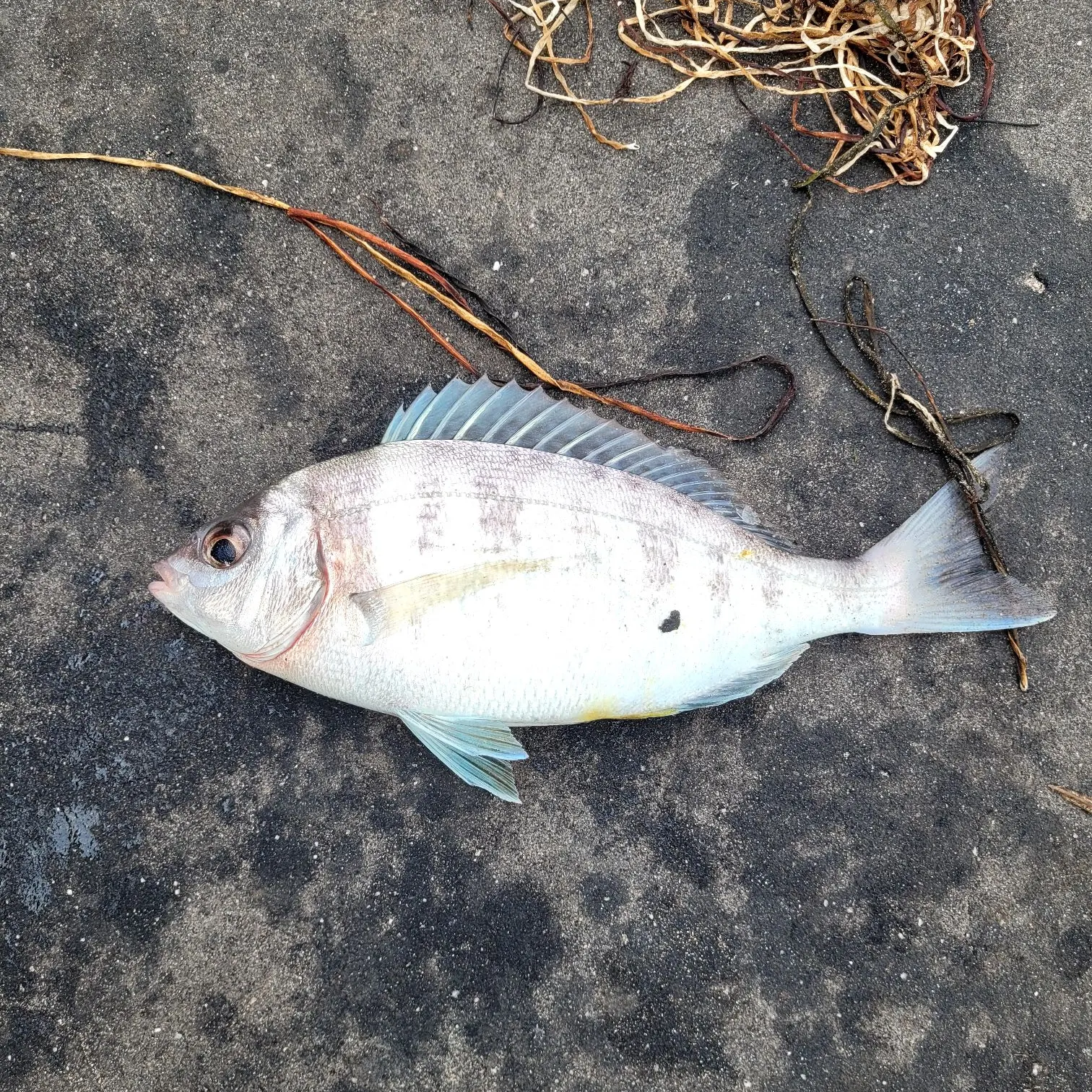 The most recent Black seabream catches on Fishbrain