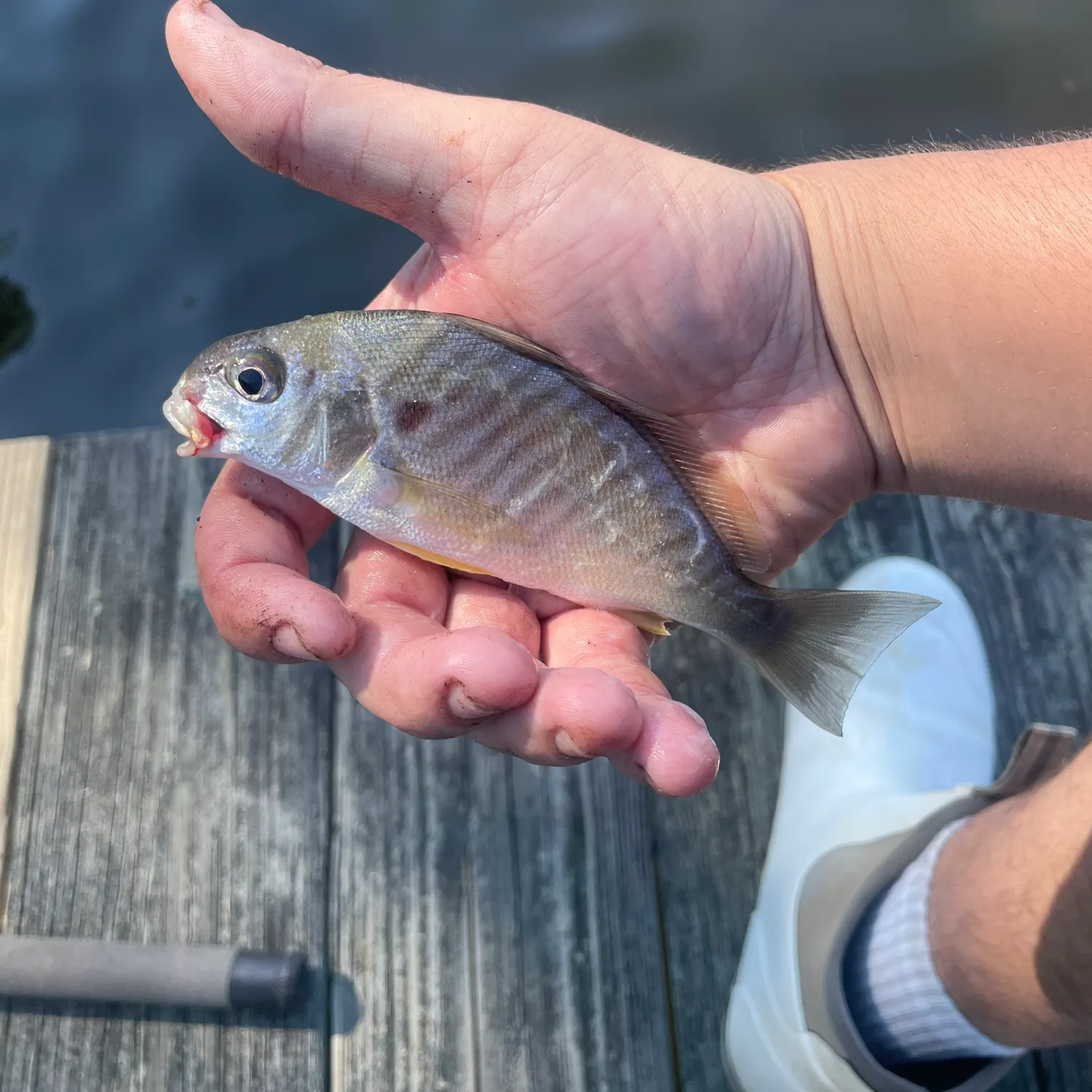 Spot croaker caught on Fishbrain