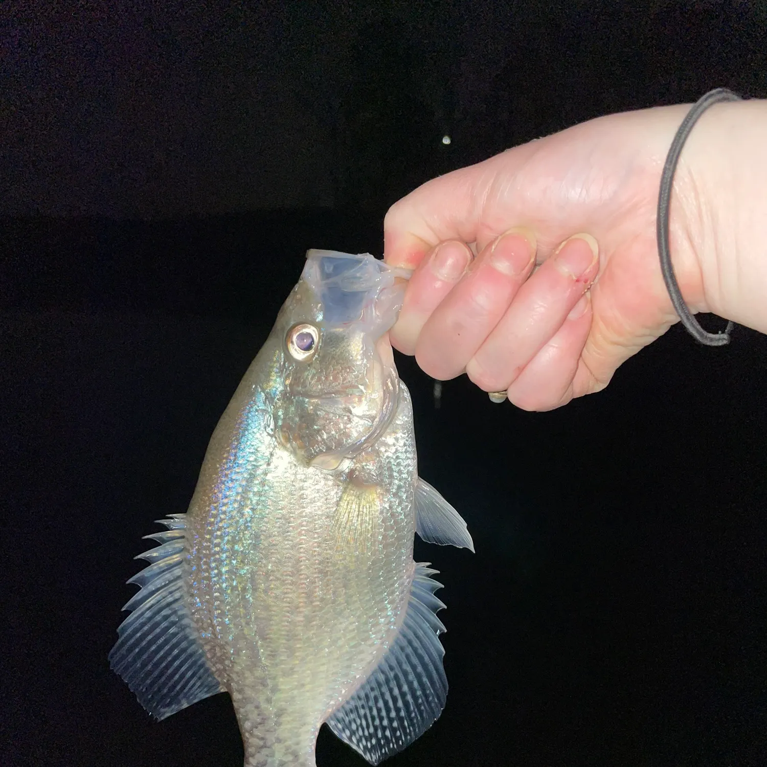 The most recent White crappie catches on Fishbrain