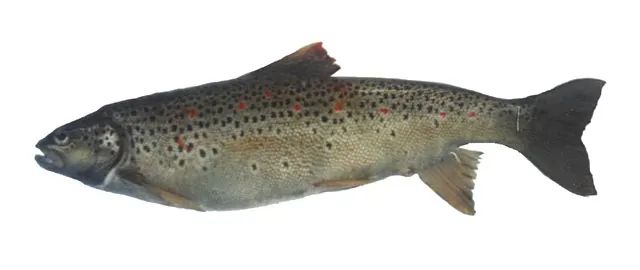 Ohrid trout