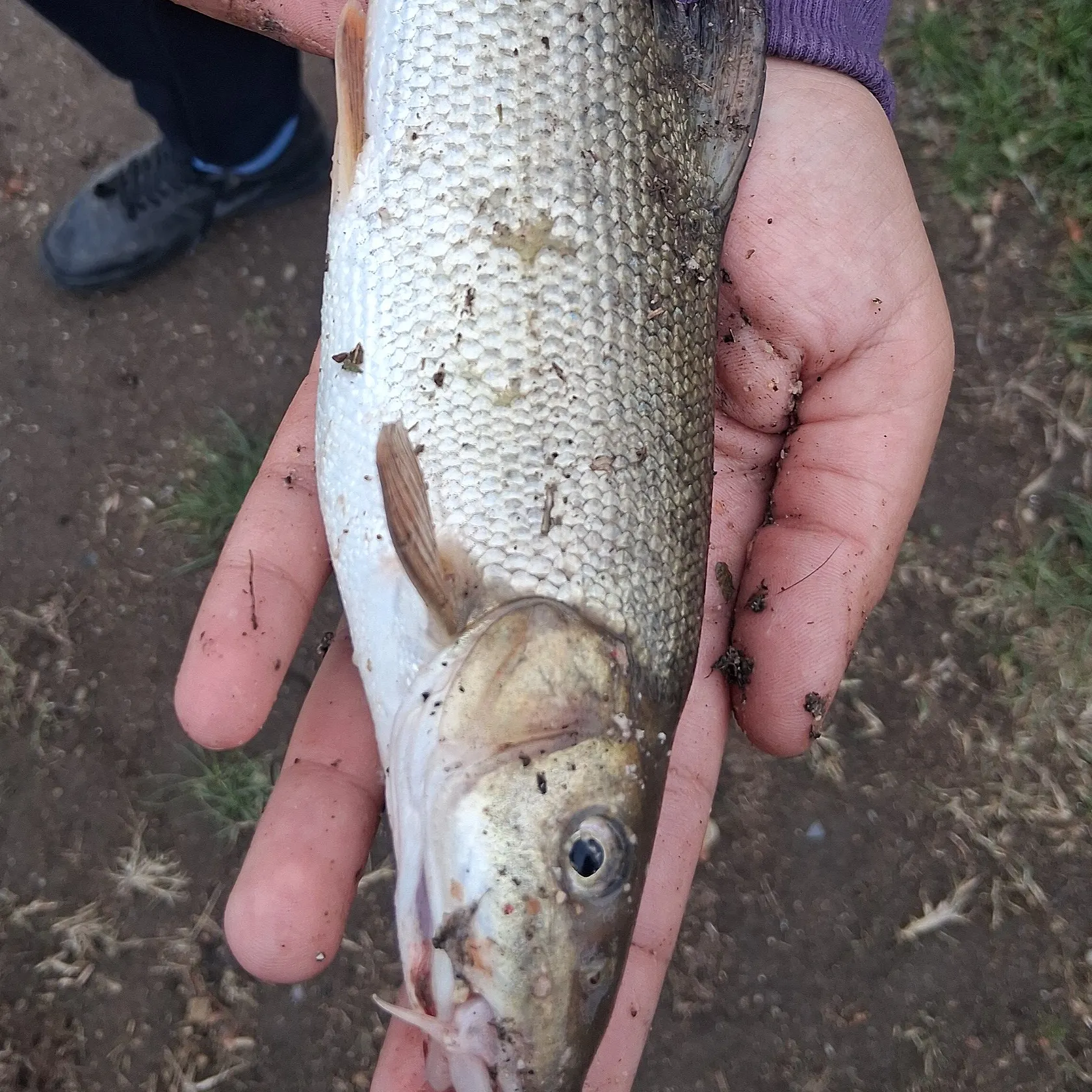 The most recent Common barbel catches on Fishbrain