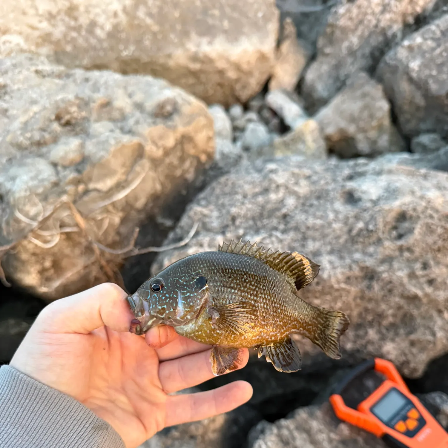 Green sunfish caught on Fishbrain