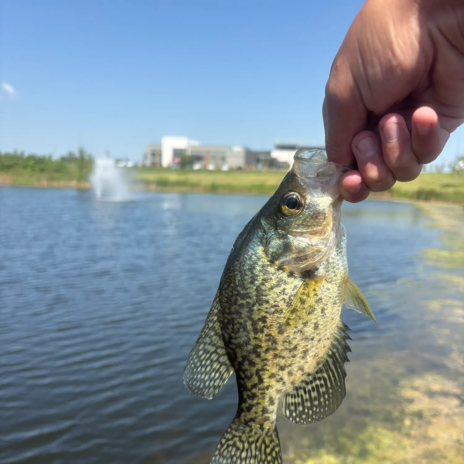 Black crappie caught on Fishbrain