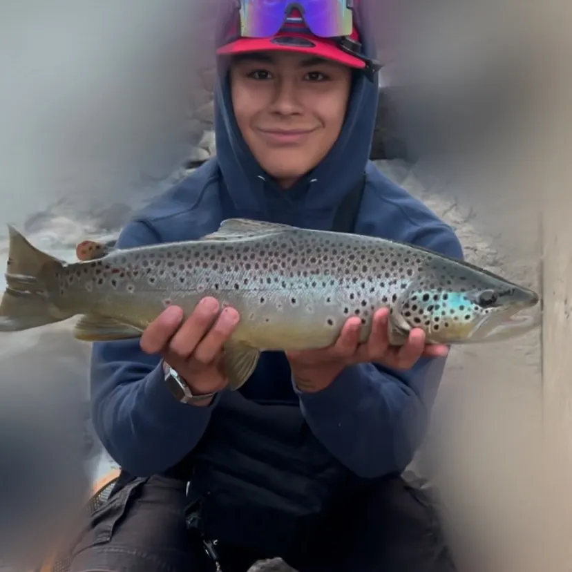 The most recent Brown trout catches on Fishbrain