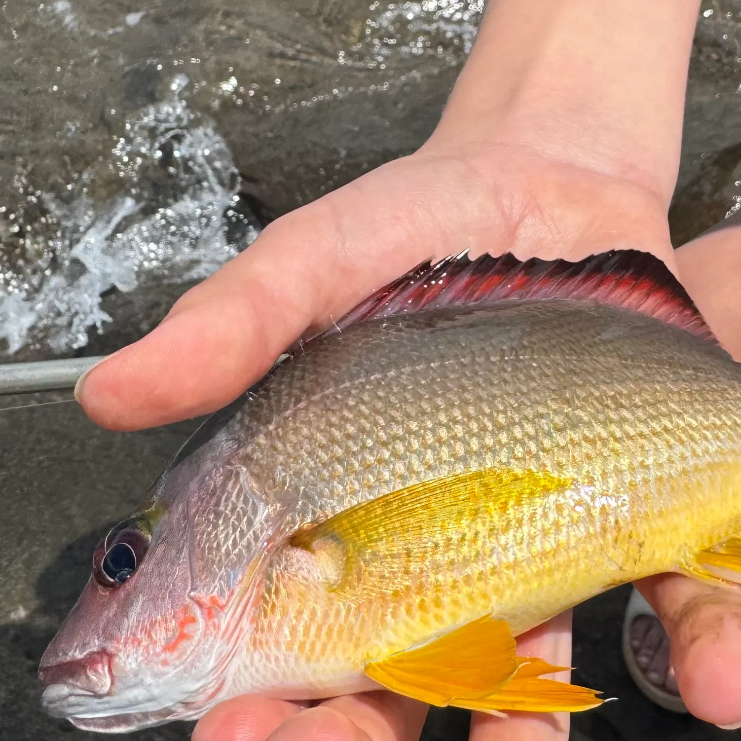 The most recent Blacktail snapper catches on Fishbrain