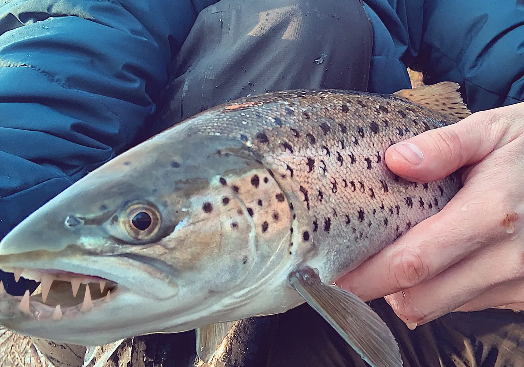 Tiger trout