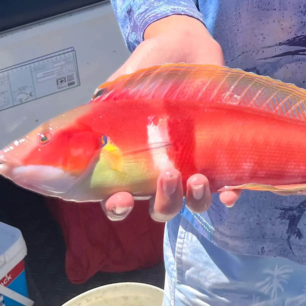 The most recent Western king wrasse catches on Fishbrain