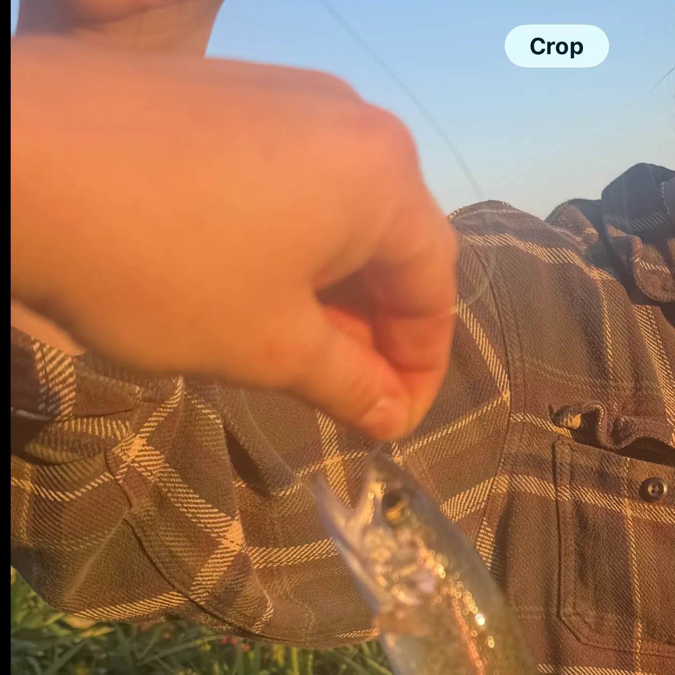 Rainbow trout caught on Fishbrain
