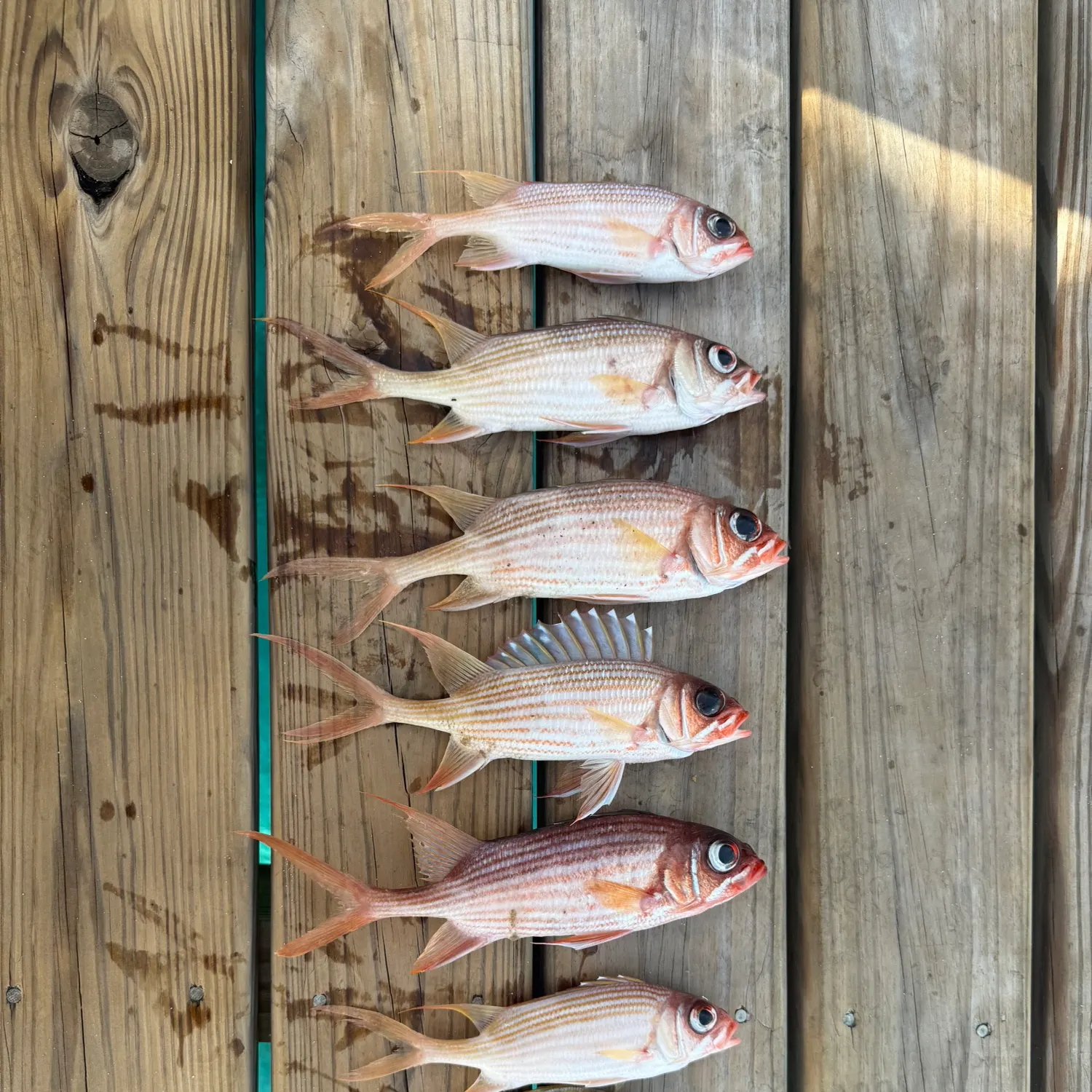 recently logged catches