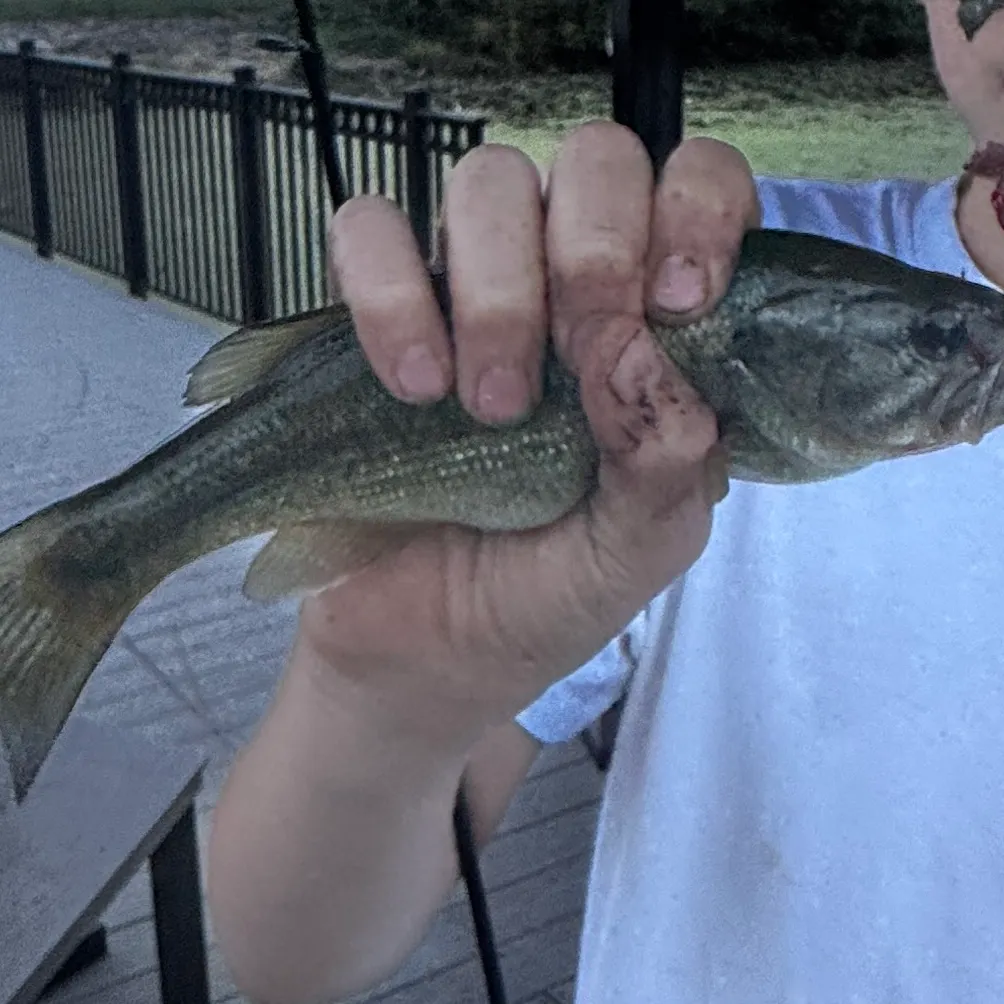 Smallmouth bass caught on Fishbrain