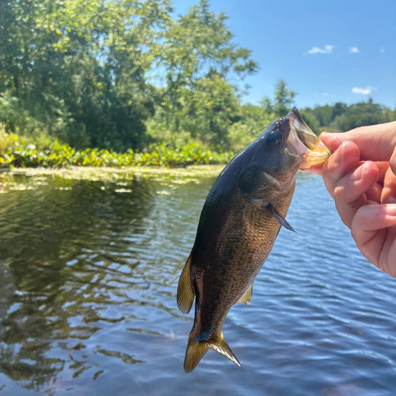 Largemouth bass caught on Fishbrain