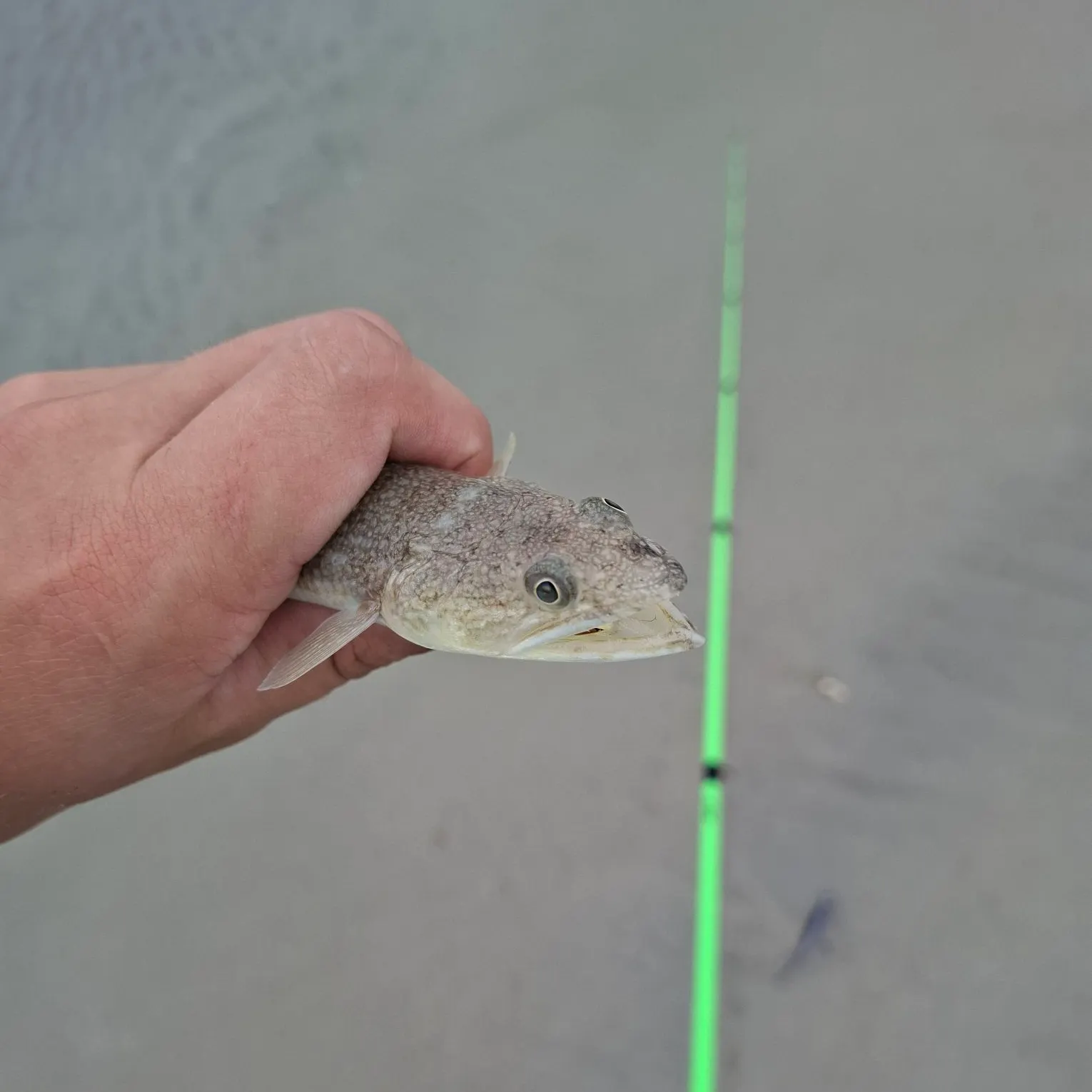 Inshore lizardfish caught on Fishbrain