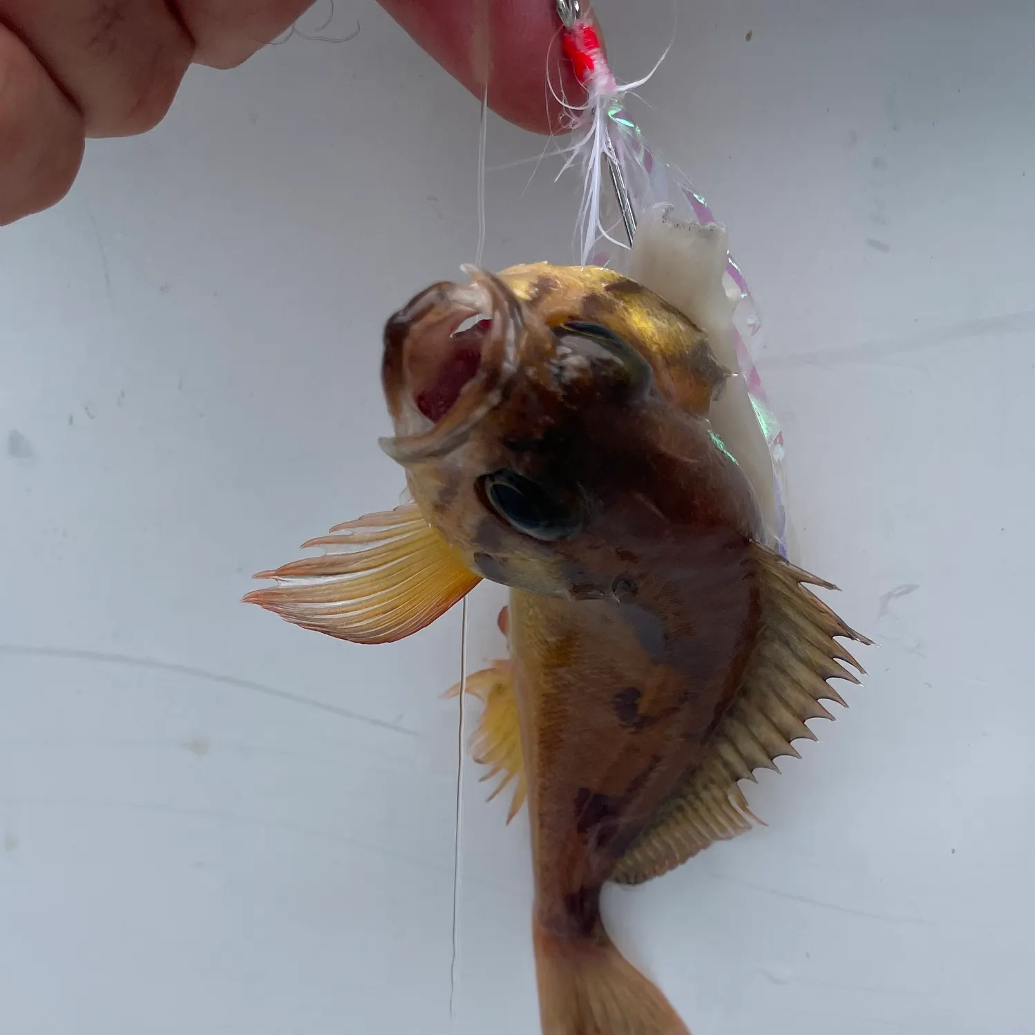 The most recent Squarespot rockfish catches on Fishbrain