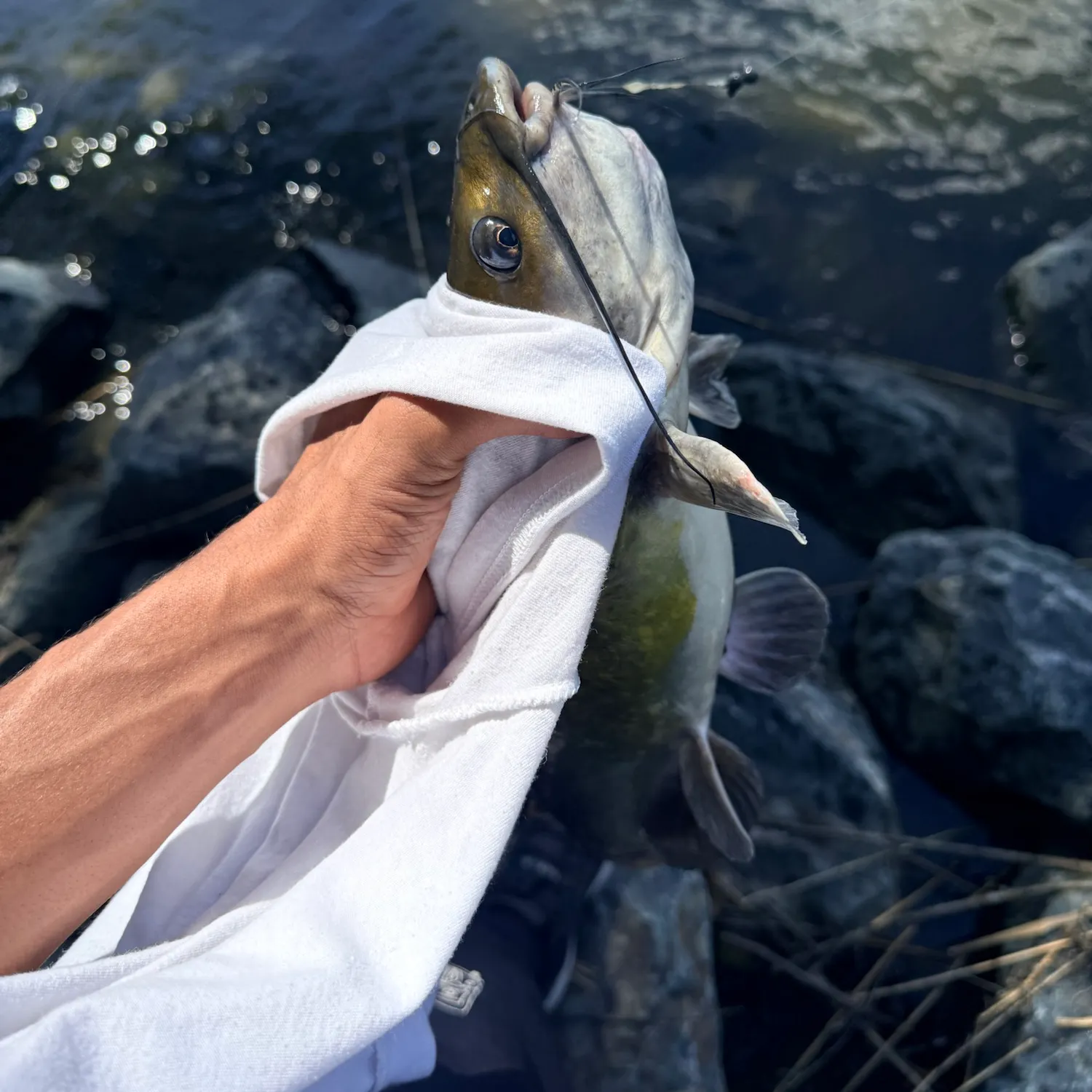 catch