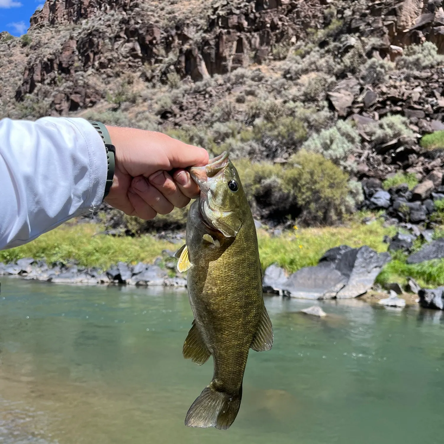 Smallmouth bass caught on Fishbrain