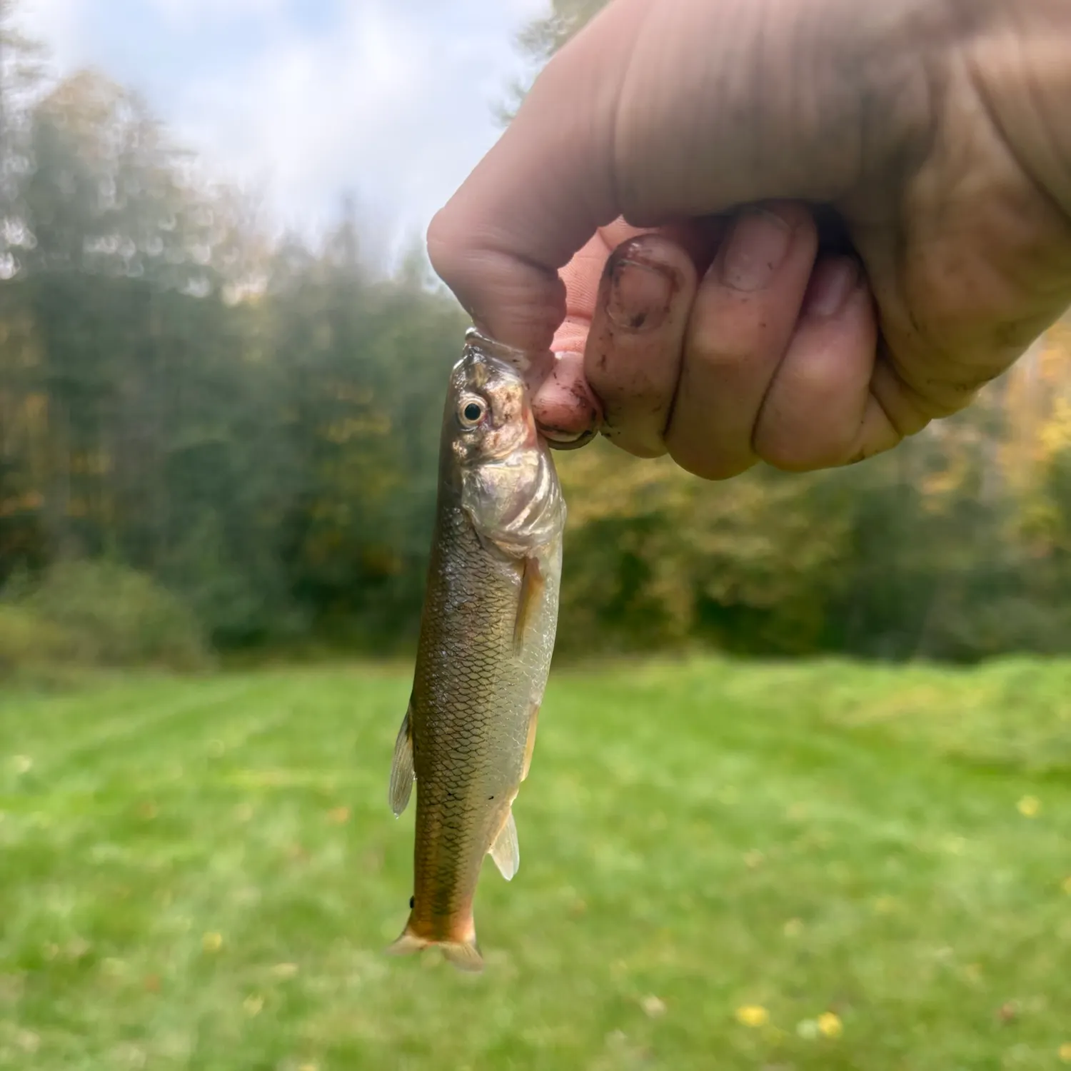 Creek chub caught on Fishbrain