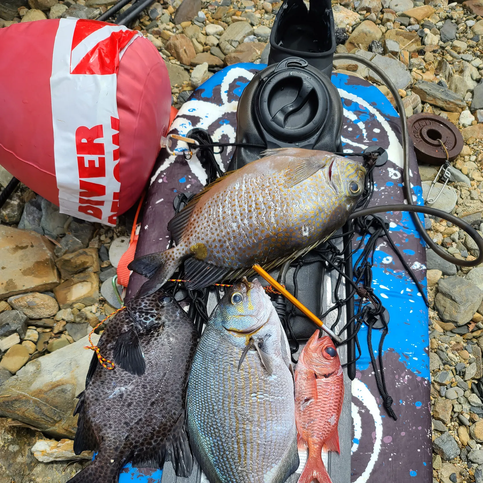 recently logged catches