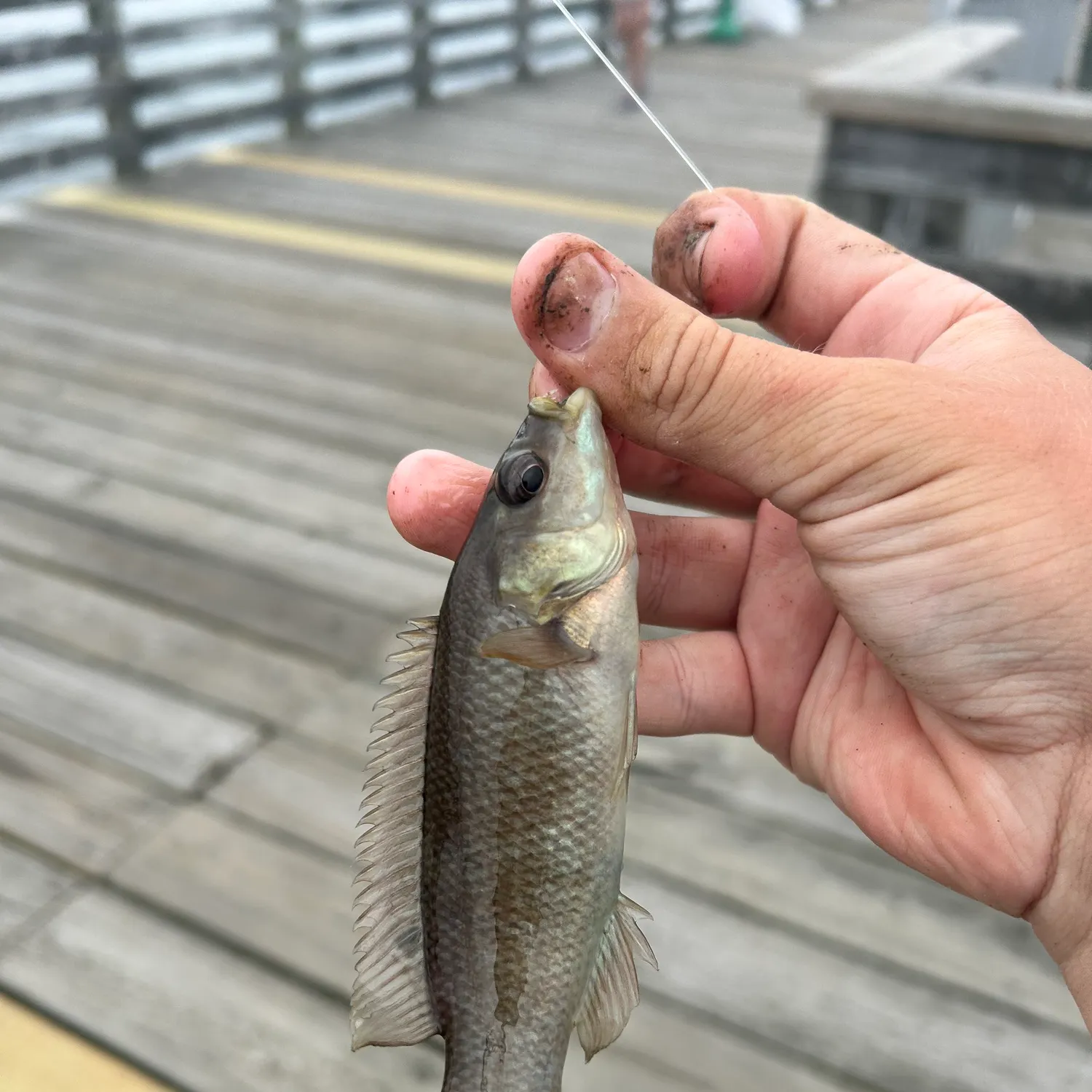 The most recent Cunner catches on Fishbrain