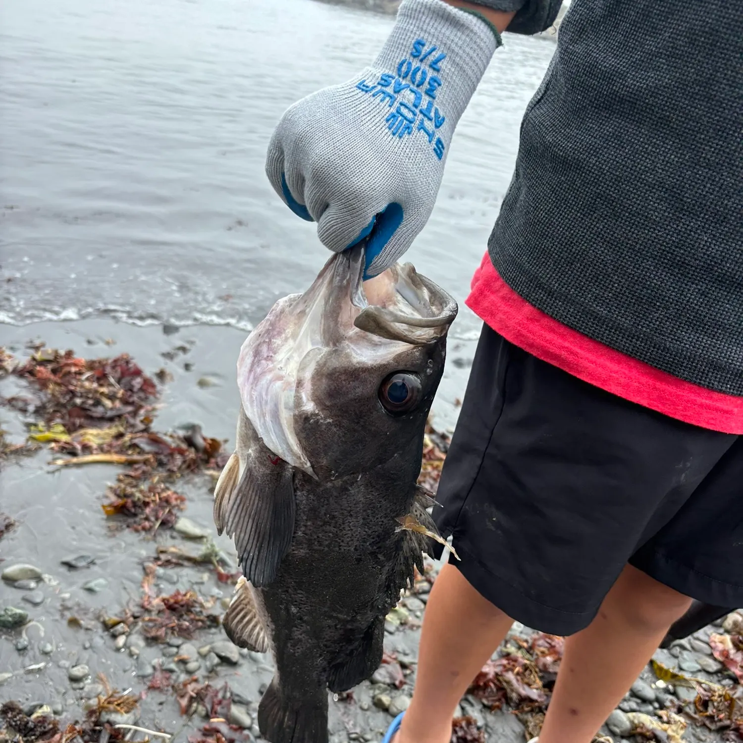 The most recent Dusky rockfish catches on Fishbrain